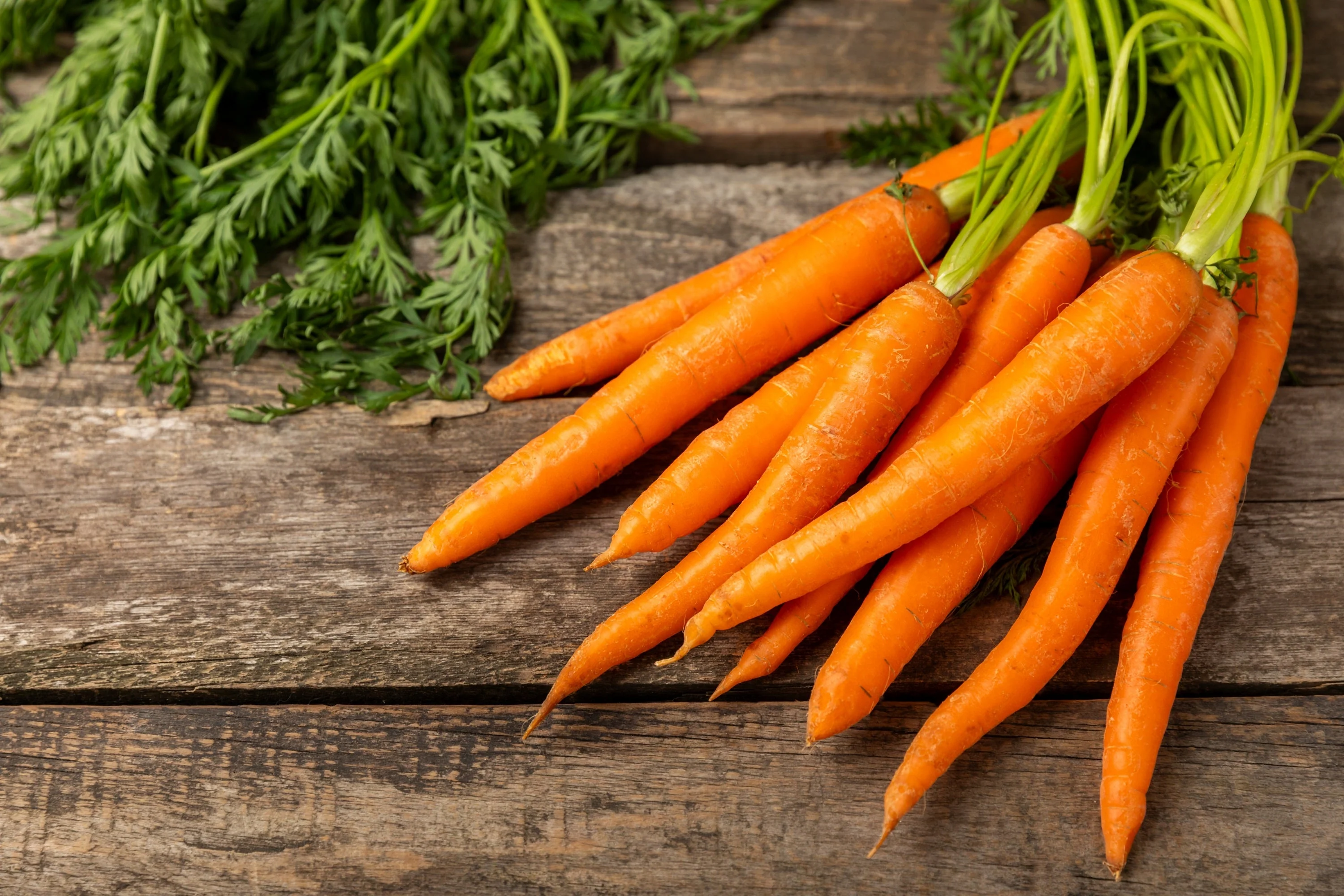 1500 IMPERATOR 58 CARROT Daucus Carota Seeds - Image 3