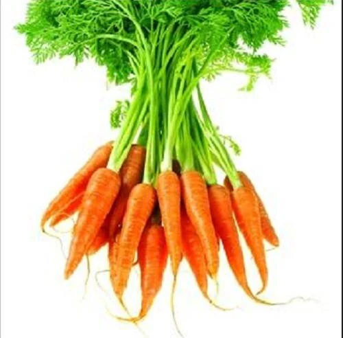 1500 LITTLE FINGERS CARROT Daucus Carota Vegetable Seeds - Image 3