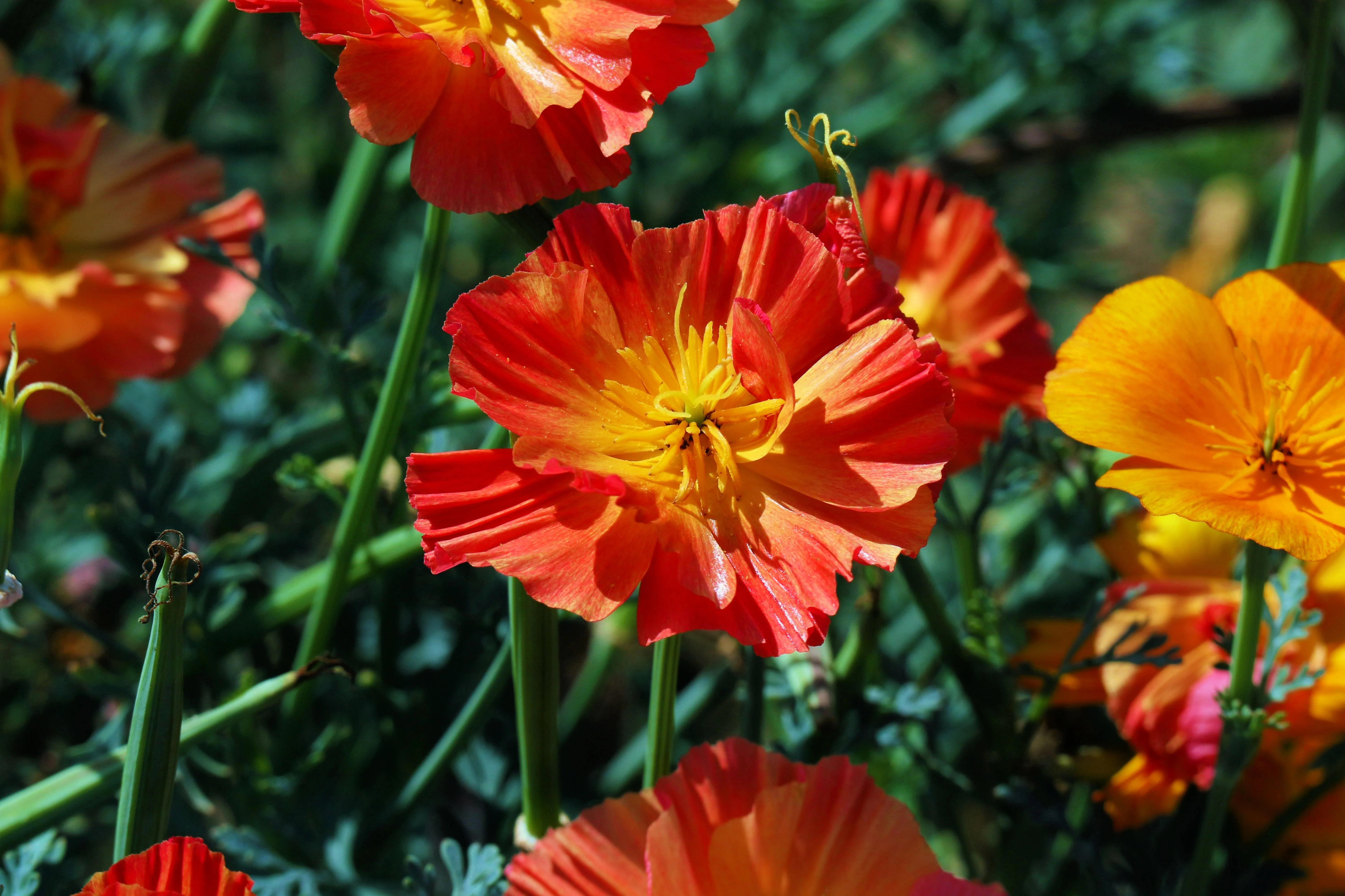 1500 MIKADO POPPY Red Orange California Poppy Flower Eschscholzia Californica Seeds - Image 5