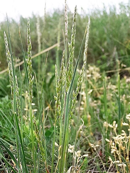 1500 PRAIRIE JUNEGRASS Koeleria Macrantha June Crested Hair Grass Flower Seeds - Image 3