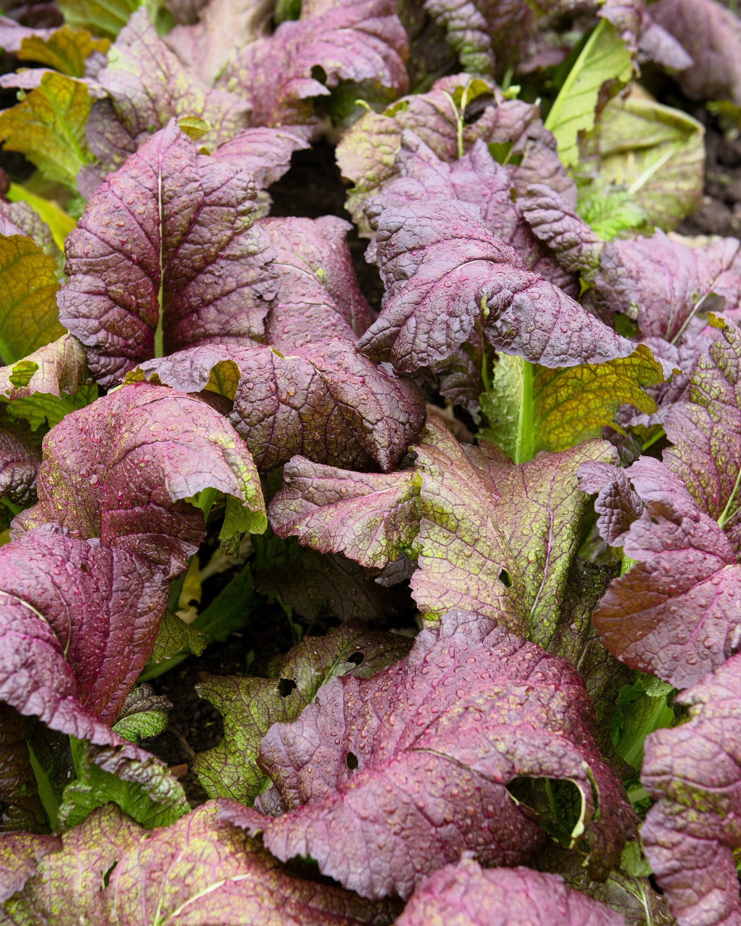 1500 RED GIANT MUSTARD Ornamental Japanese Greens Herb Vegetable Brassica Seeds - Image 4