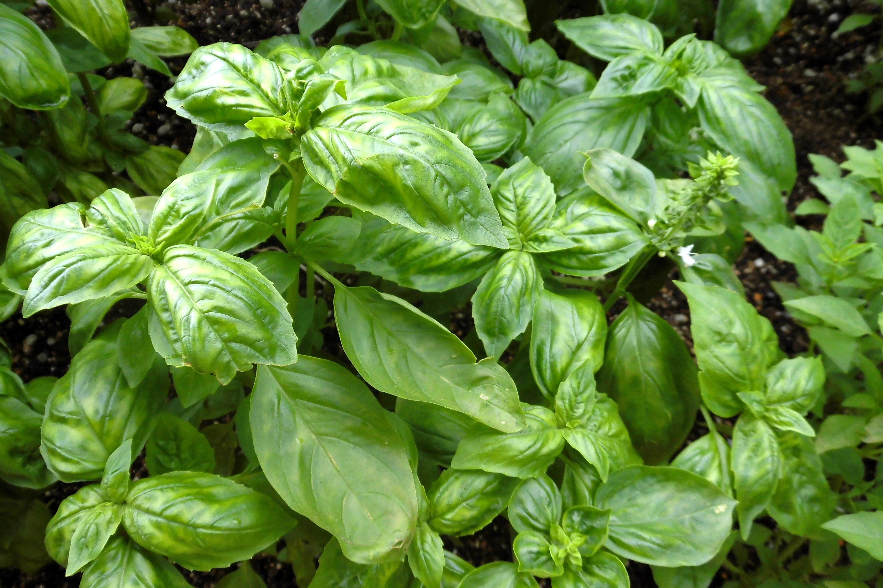 1500 SWEET BASIL Ocimum Basilicum Herb White Flower Seeds - Image 5