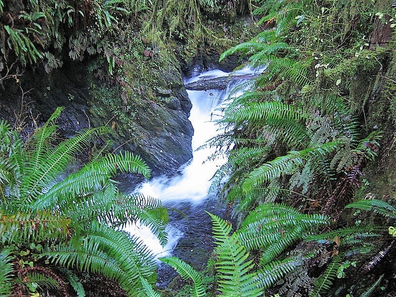 1500 Western SWORD FERN Giant Holly Swordfern Polystichum Munitum Aspidium Solitarium Spores Seeds - Image 2
