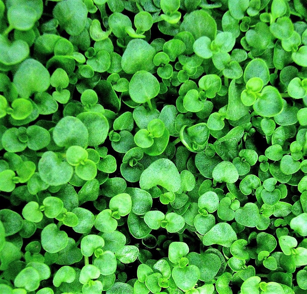 1g 27,500 BULK CORSICAN MINT Mentha Requienii Fragrant Hern Ground Cover Flower 1 Gram Seeds - Image 2