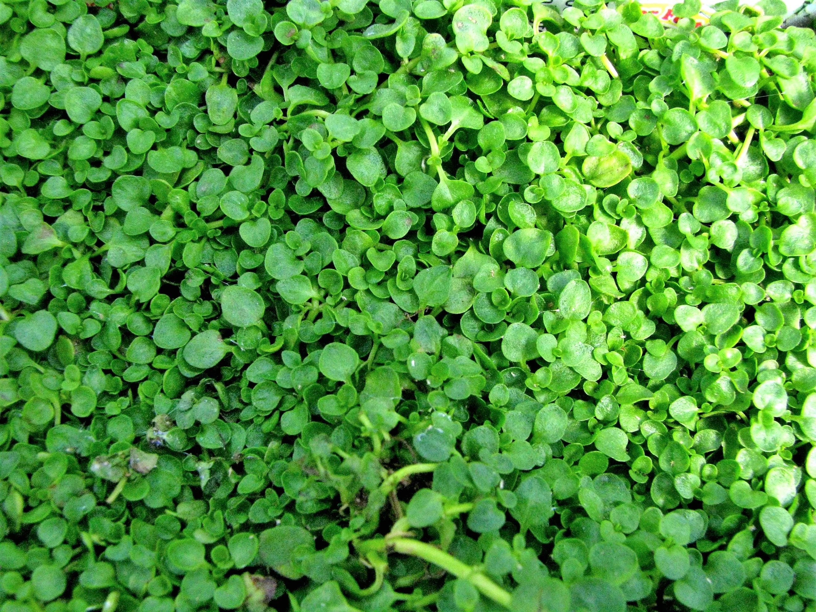 1g 27,500 BULK CORSICAN MINT Mentha Requienii Fragrant Hern Ground Cover Flower 1 Gram Seeds - Image 6