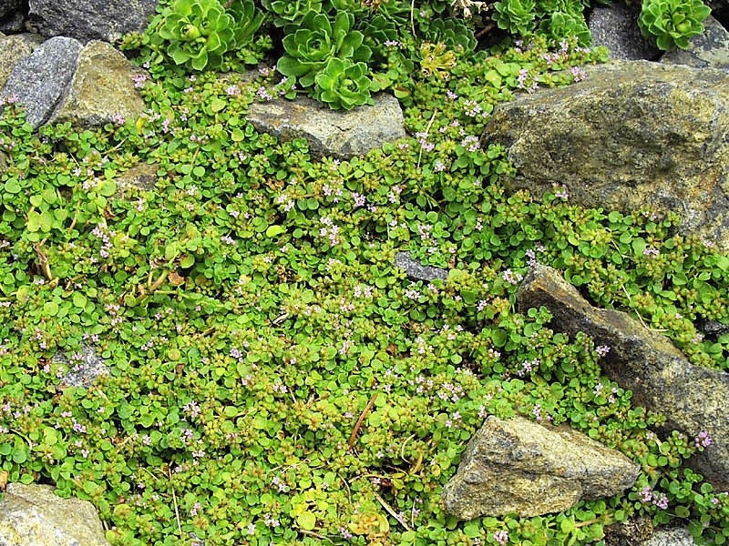 1g 27,500 BULK CORSICAN MINT Mentha Requienii Fragrant Hern Ground Cover Flower 1 Gram Seeds - Image 7