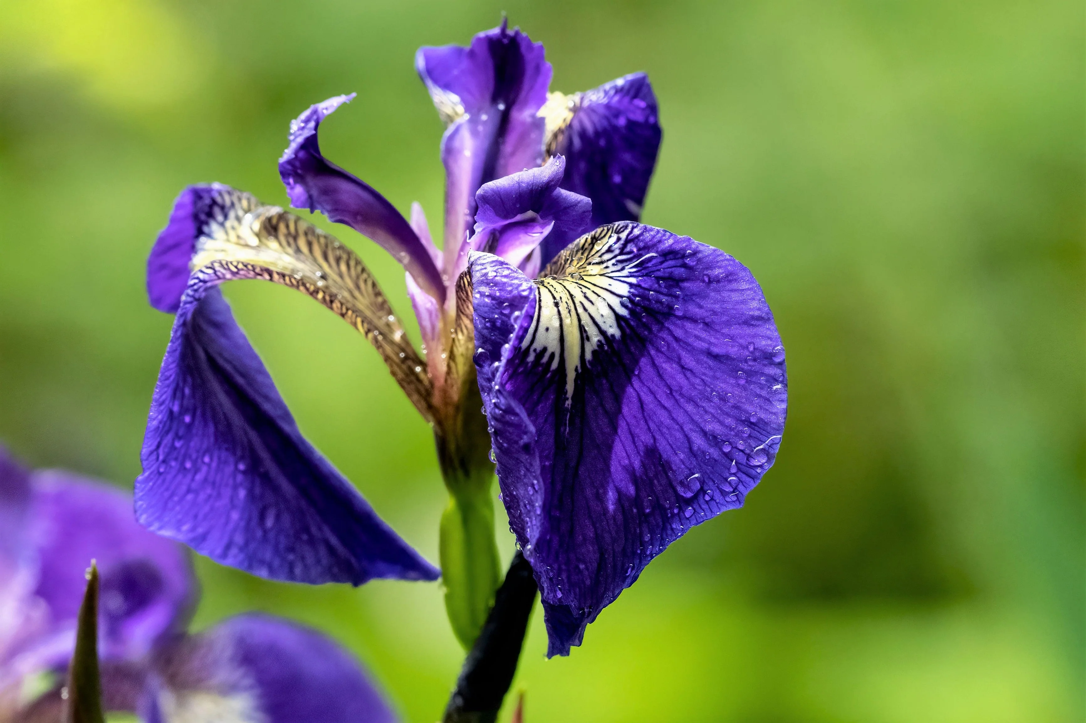 20 ALASKA IRIS Setosa Wild Flag Beachhead Blue Purple White Yellow Native Wetland Flower Seeds - Image 10
