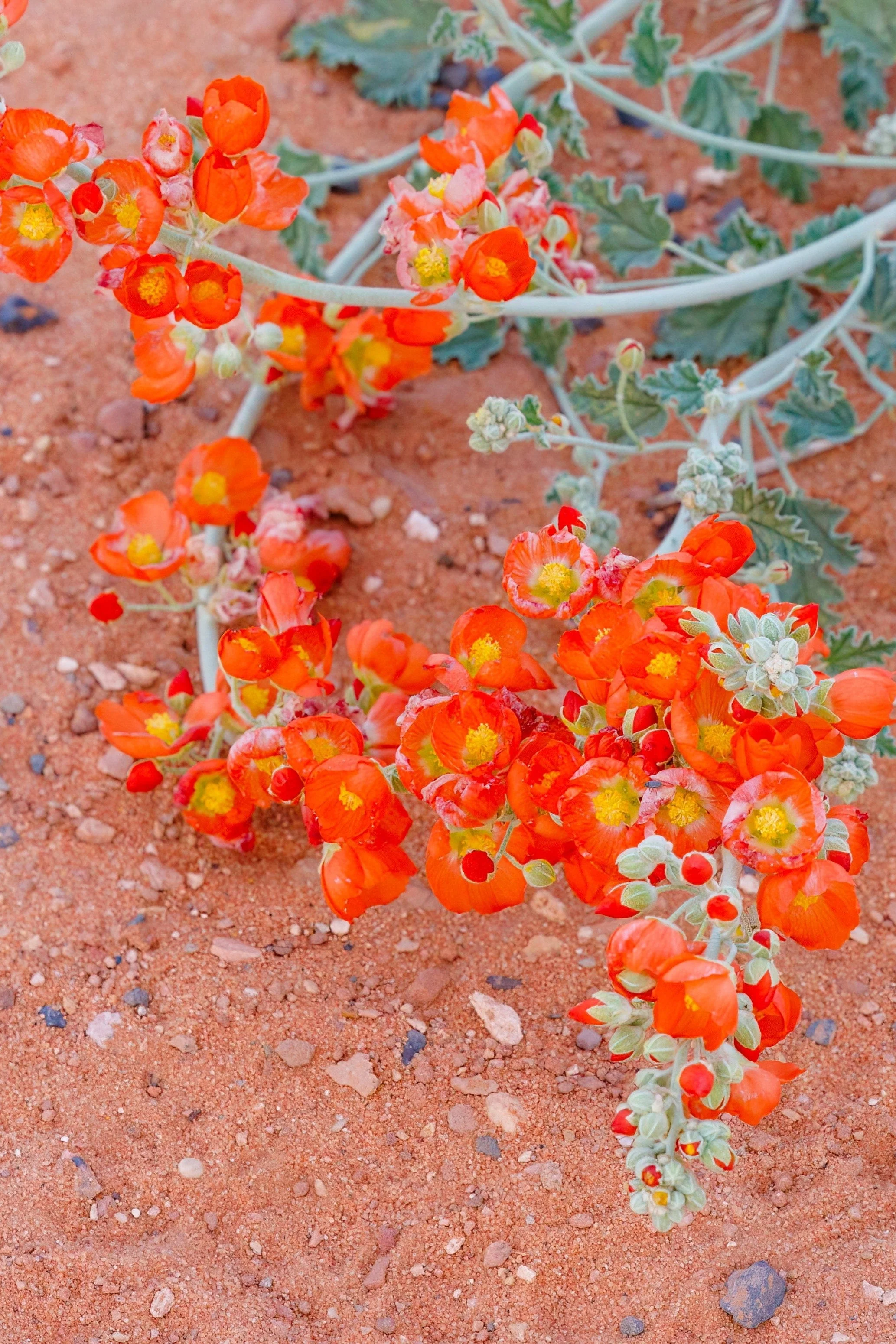 20 Apricot DESERT GLOBEMALLOW Mallow Sphaeralcea Ambigua Flower Seeds - Image 11