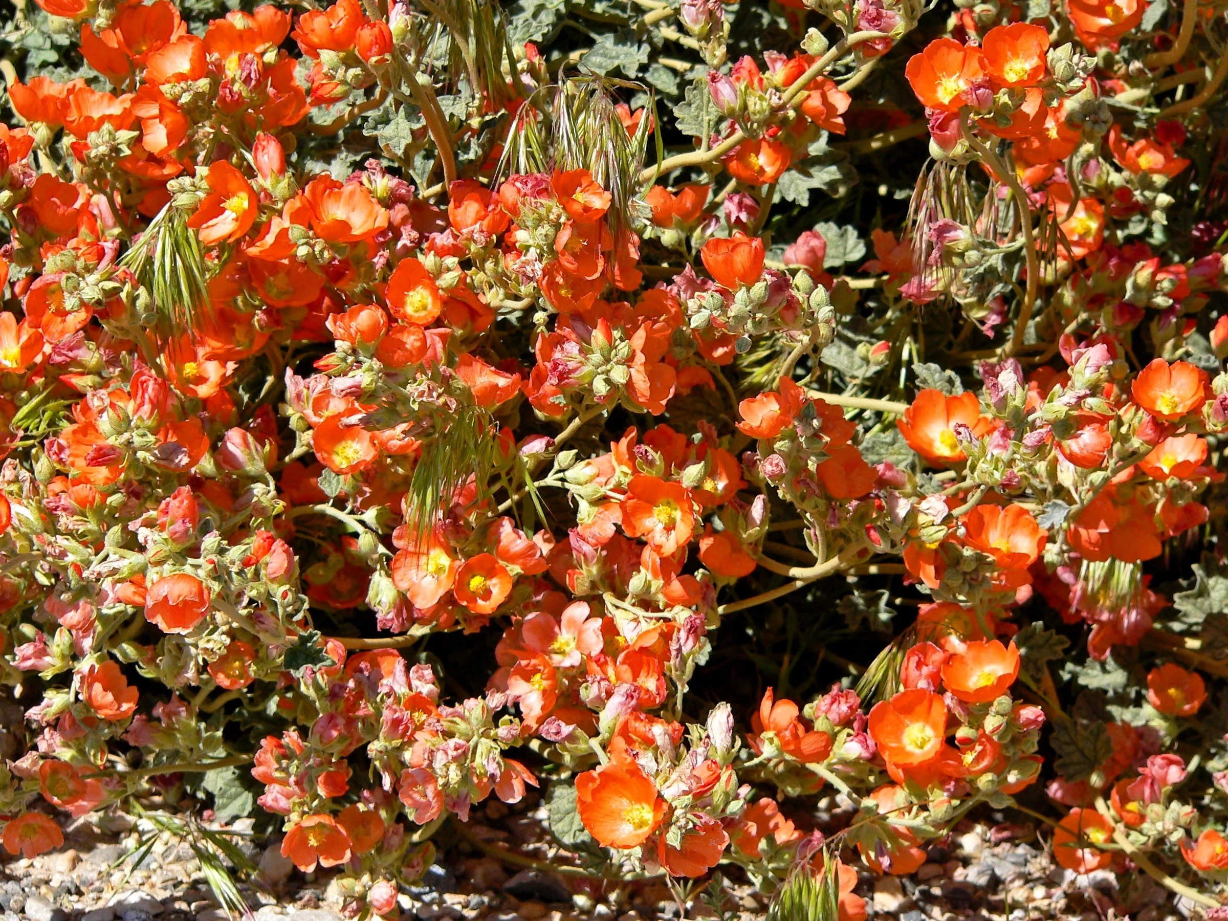 20 Apricot DESERT GLOBEMALLOW Mallow Sphaeralcea Ambigua Flower Seeds - Image 3