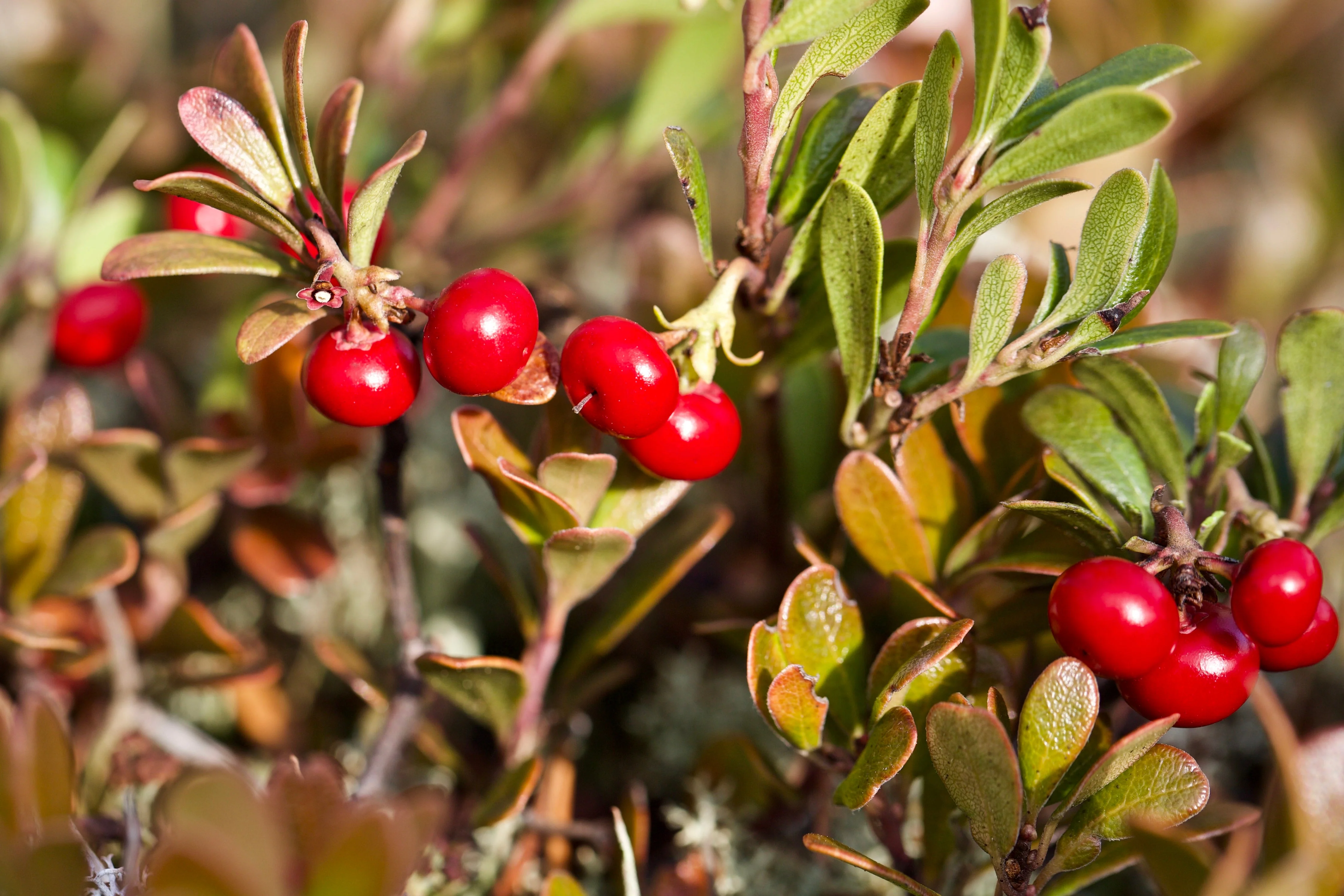 20 BEARBERRY Arctostaphylos Uva-Ursi Kinnikinnick Pinemat Manzanita Flower Seeds - Image 10