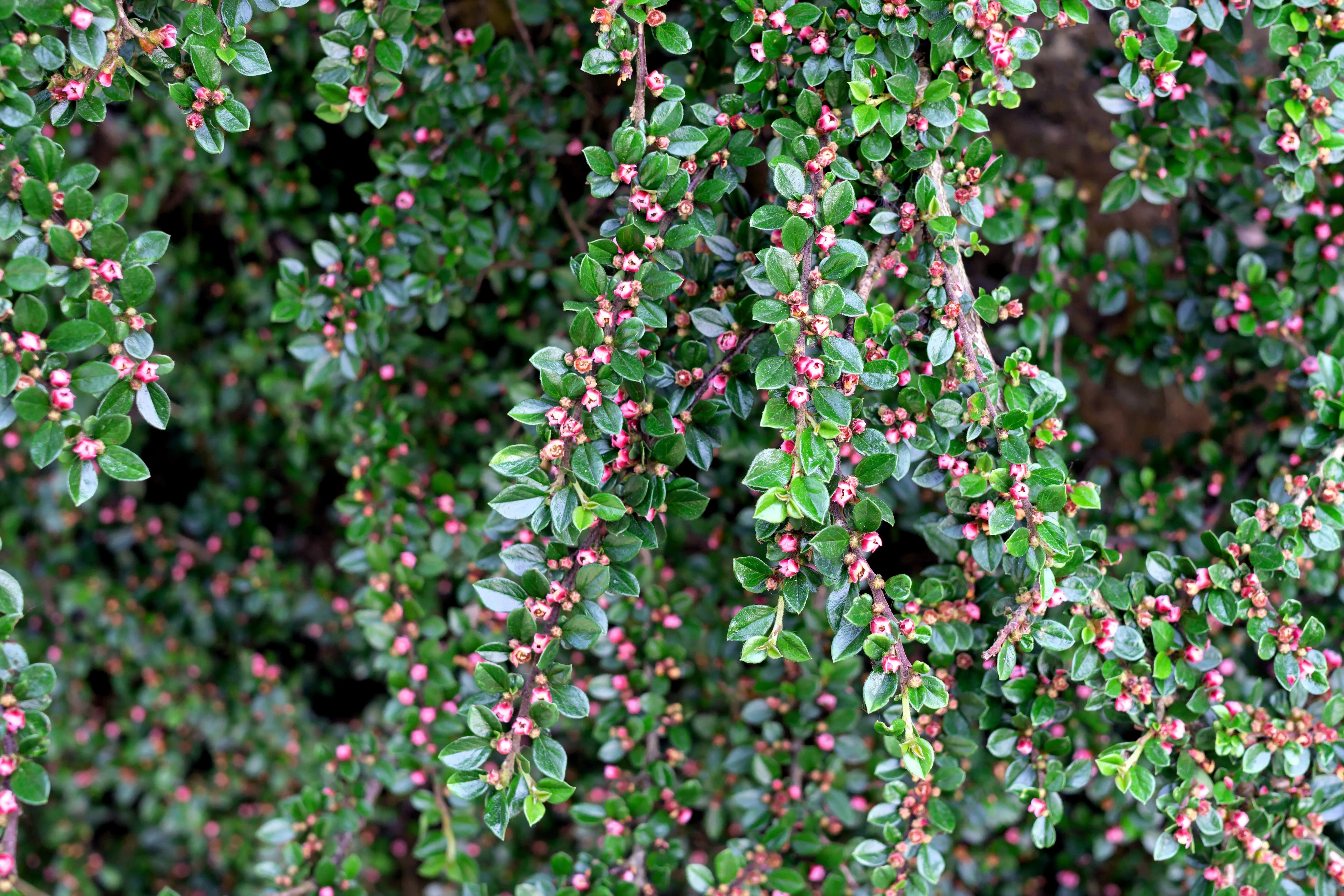 20 BEARBERRY Arctostaphylos Uva-Ursi Kinnikinnick Pinemat Manzanita Flower Seeds - Image 4