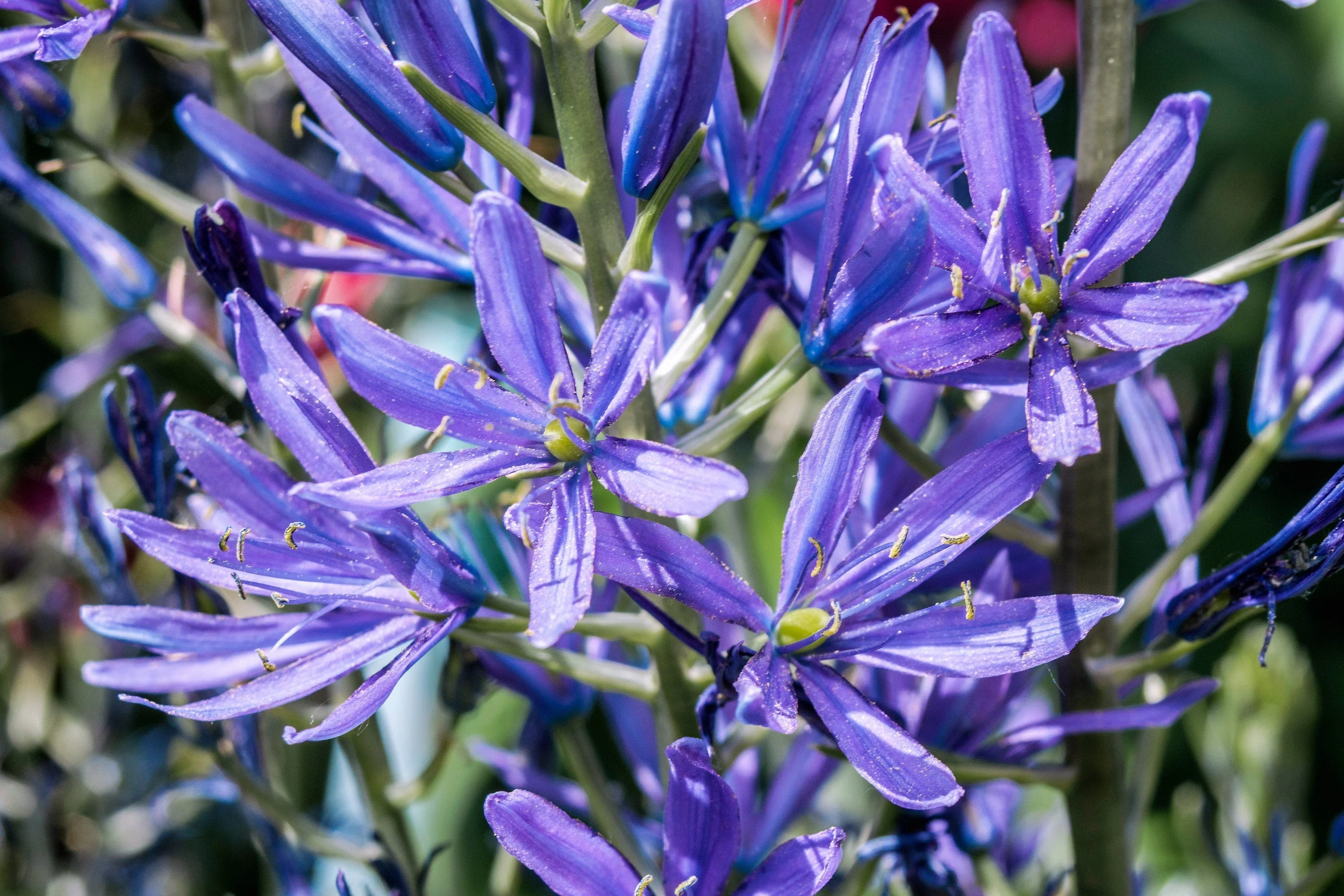 20 Blue LARGE CAMAS Camassia Leichtlinii Quamasia Great Camass Native Flower Seeds - Image 2