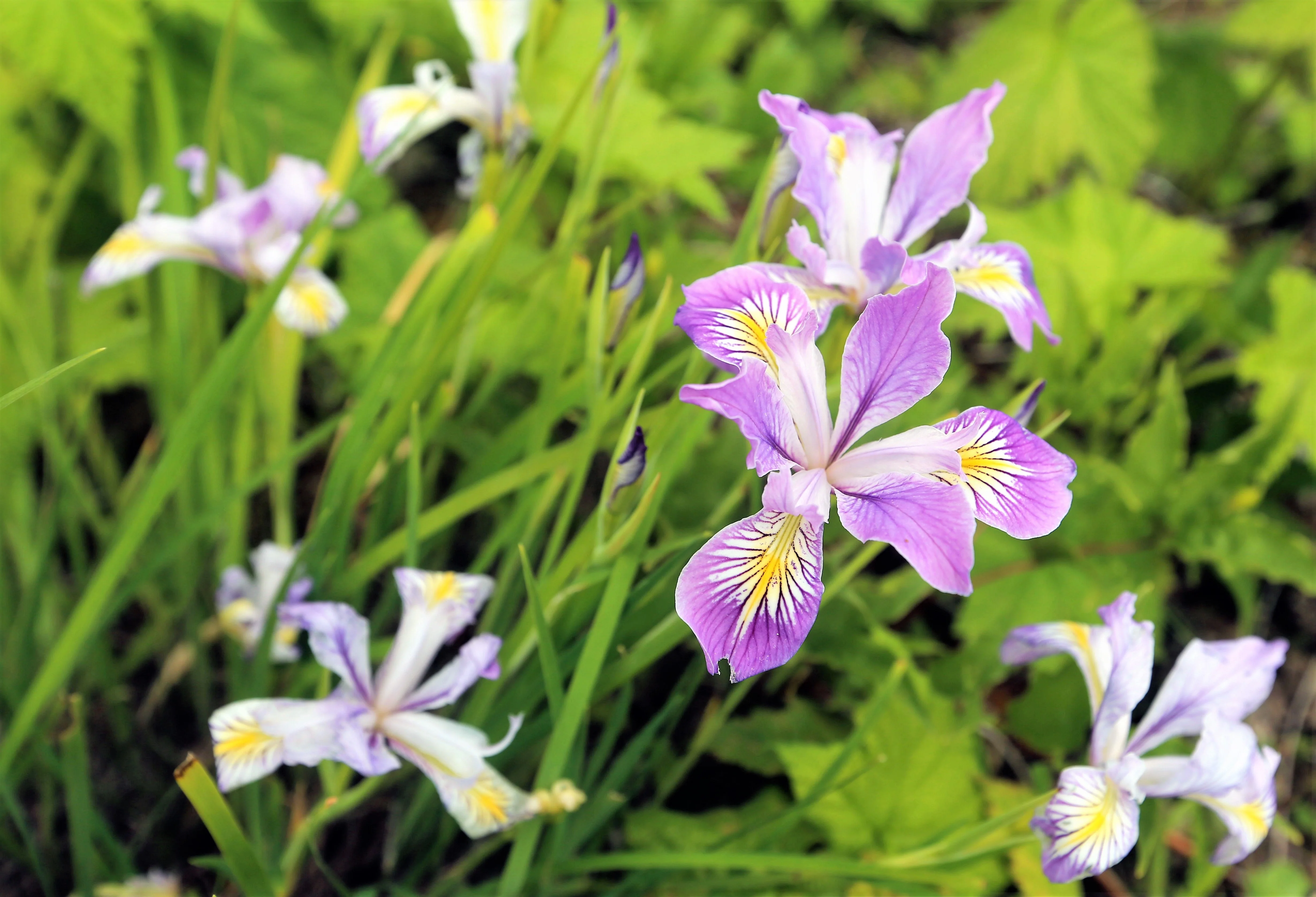 20 Blue & Purple OREGON IRIS ( Tough-Leaf Iris ) Iris Tenax Flower Seeds - Image 11