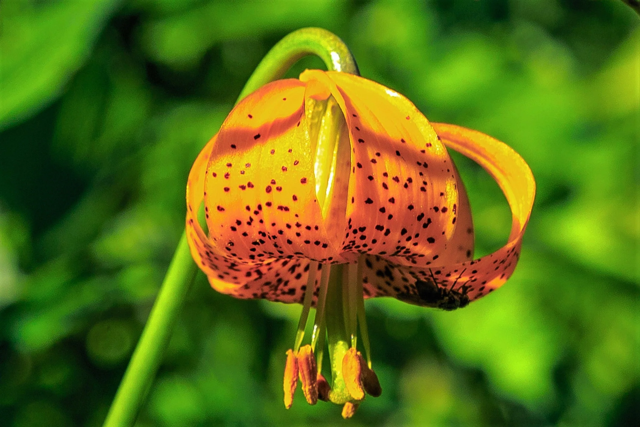 20 COLUMBIAN TIGER LILY Oregon Lily Lilium Columbianum syn. Canadense Parviflorum Orange Maroon Spotted Native Flower Seeds - Image 13
