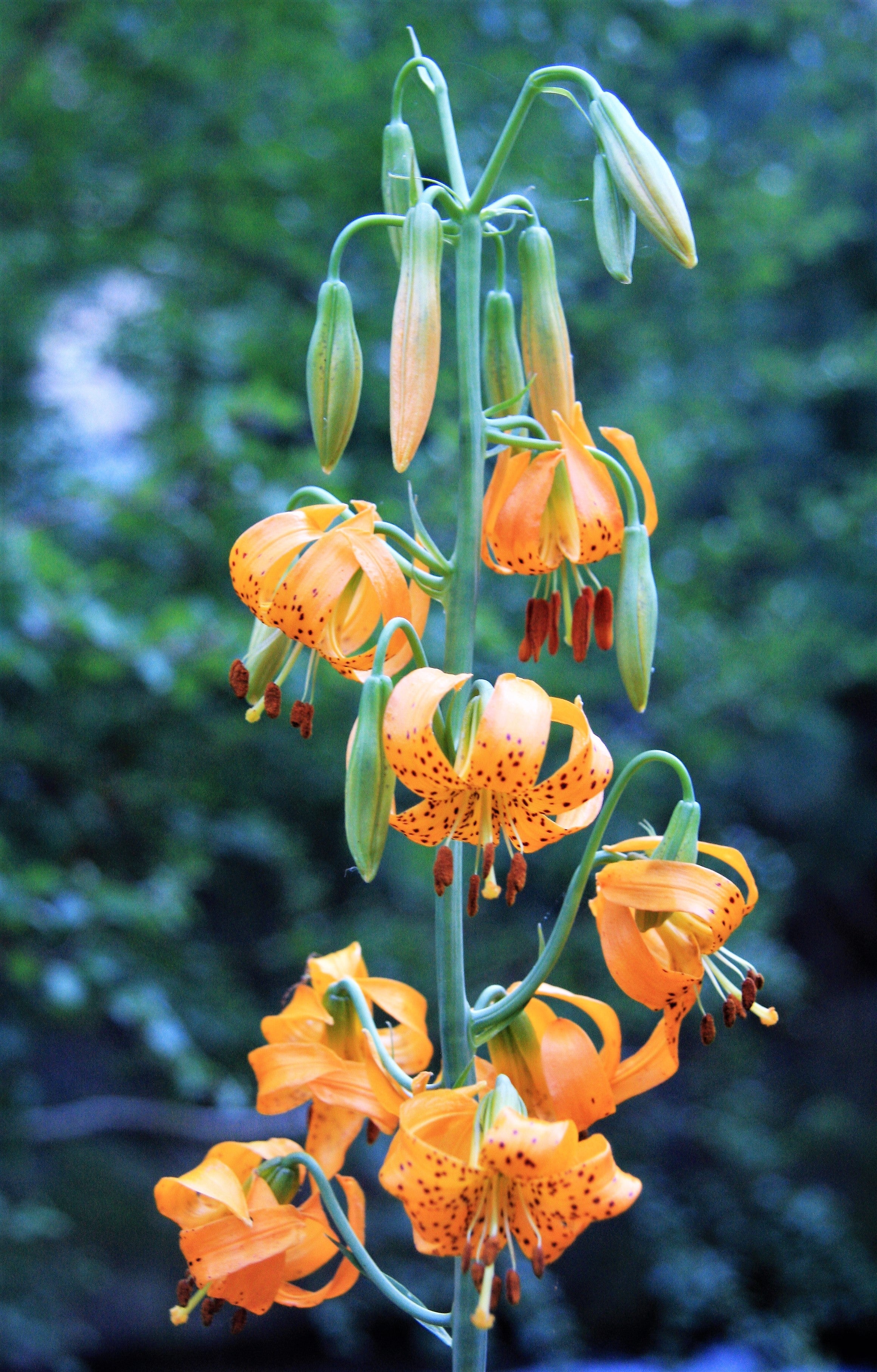 20 COLUMBIAN TIGER LILY Oregon Lily Lilium Columbianum syn. Canadense Parviflorum Orange Maroon Spotted Native Flower Seeds - Image 5