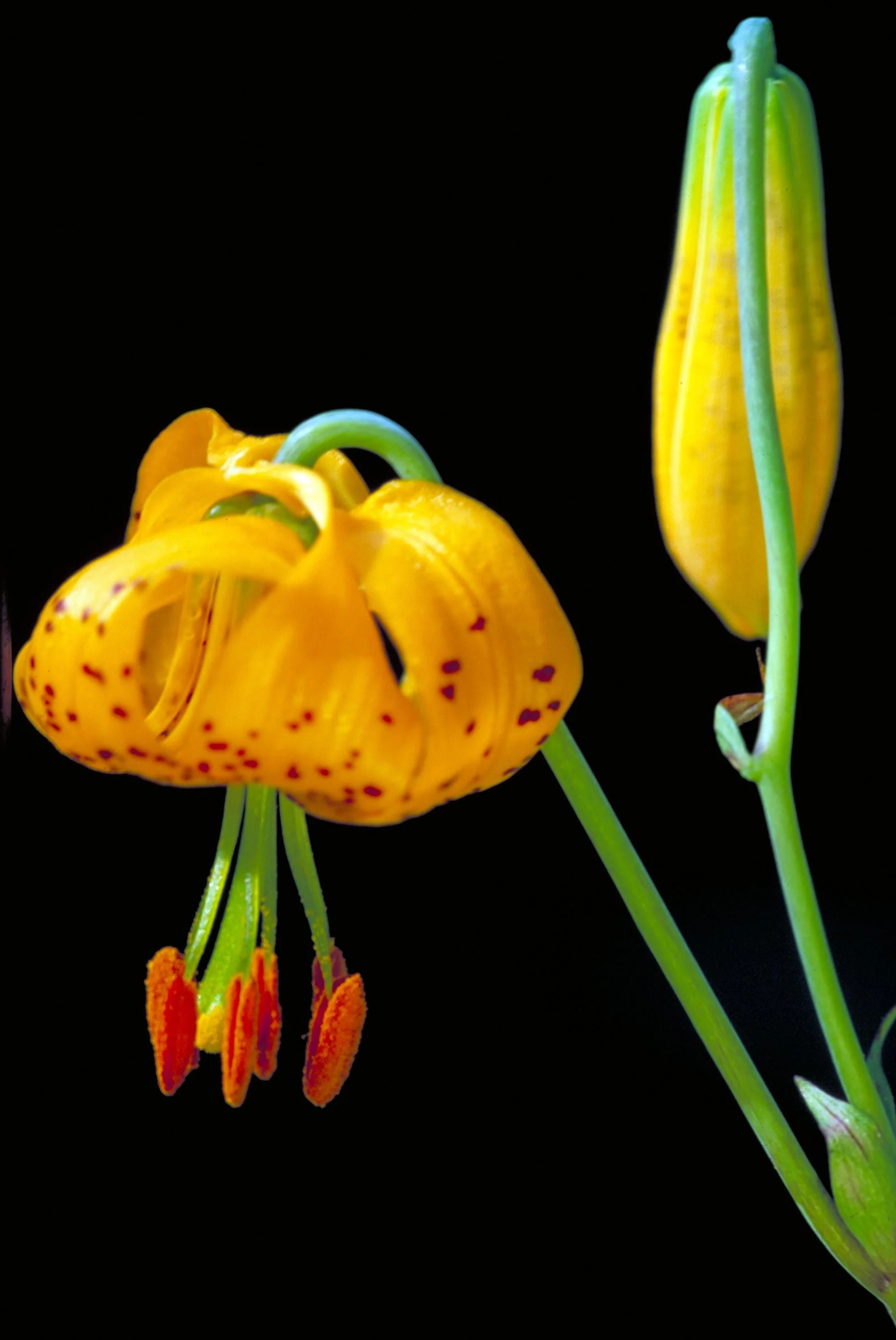 20 COLUMBIAN TIGER LILY Oregon Lily Lilium Columbianum syn. Canadense Parviflorum Orange Maroon Spotted Native Flower Seeds - Image 6