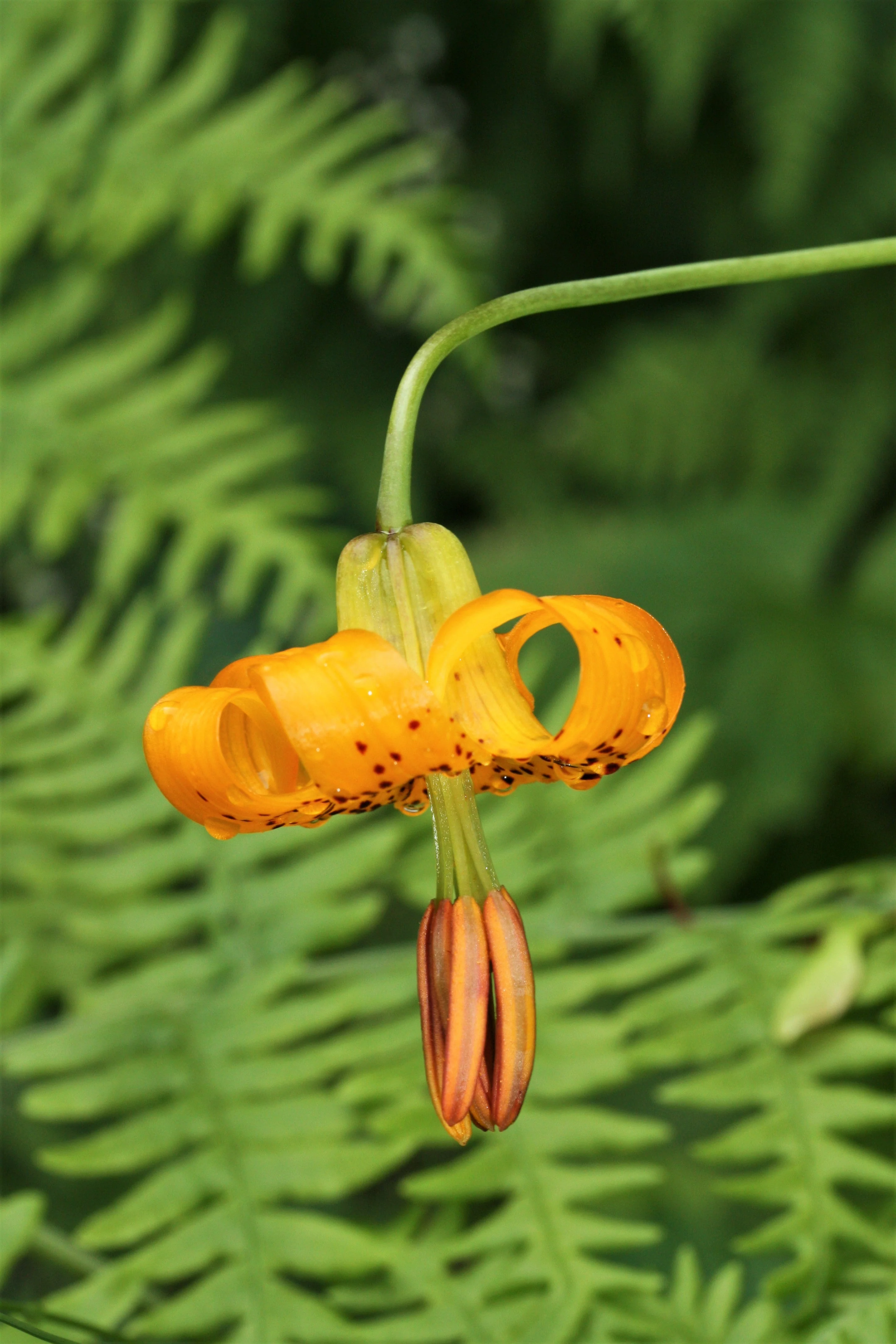 20 COLUMBIAN TIGER LILY Oregon Lily Lilium Columbianum syn. Canadense Parviflorum Orange Maroon Spotted Native Flower Seeds - Image 7