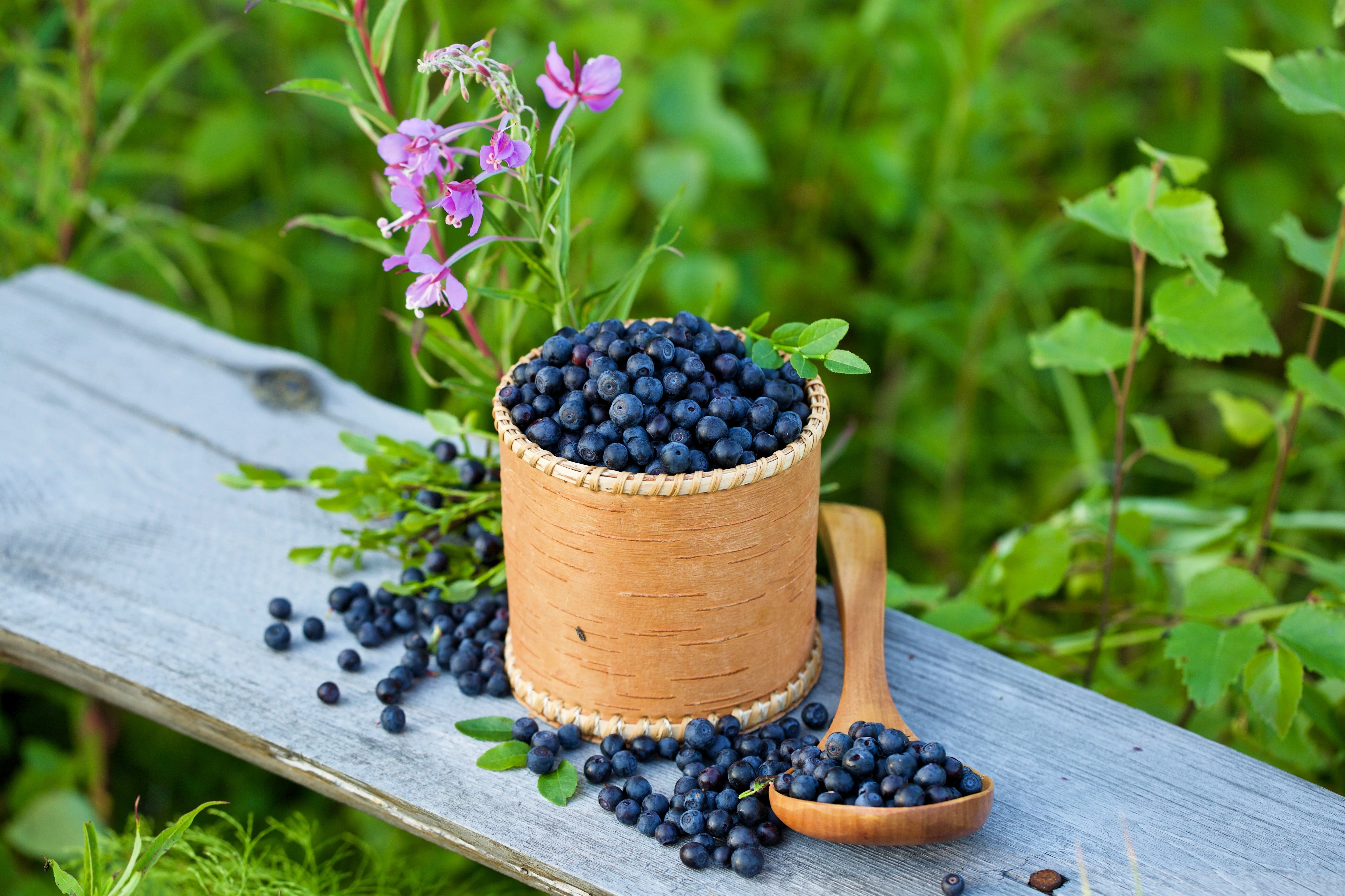 20 Common BILBERRY Fruit Shrub European Blueberry Vaccinium Myrtillus Seeds - Image 2