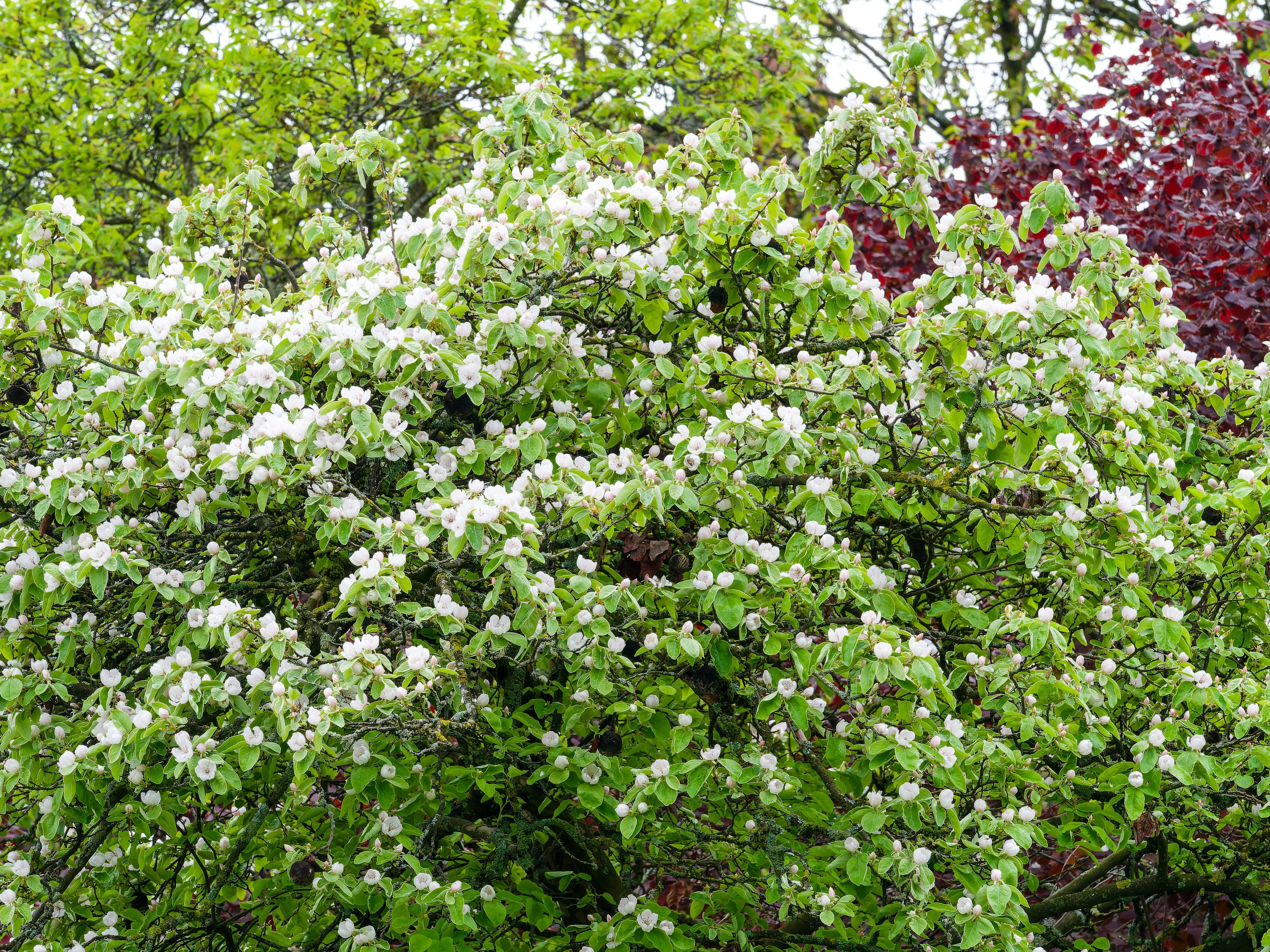 20 COMMON CULINARY QUINCE Fruit Tree Cydonia Oblonga Flowering Shrub Seeds - Image 3