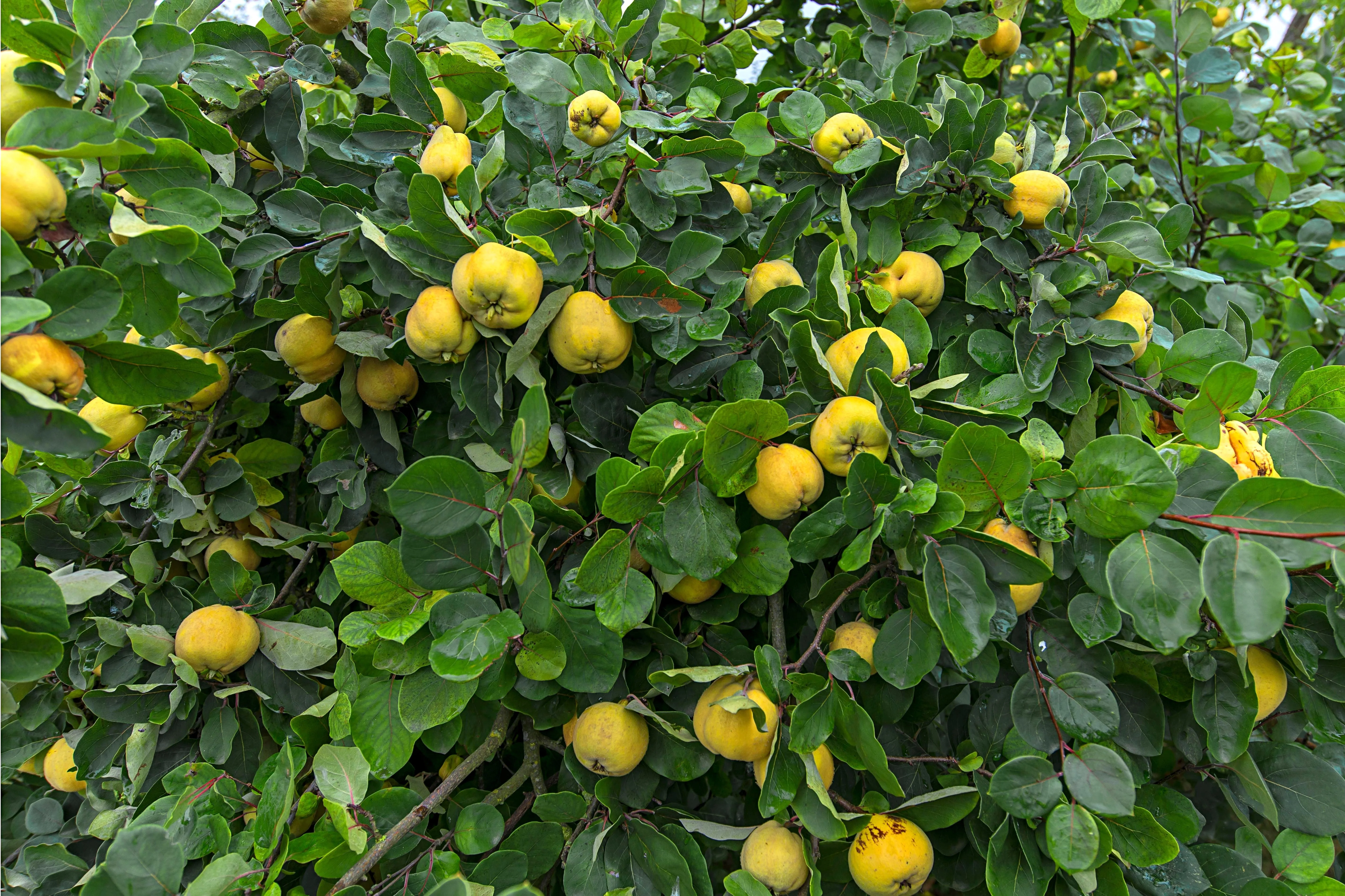 20 COMMON CULINARY QUINCE Fruit Tree Cydonia Oblonga Flowering Shrub Seeds - Image 4