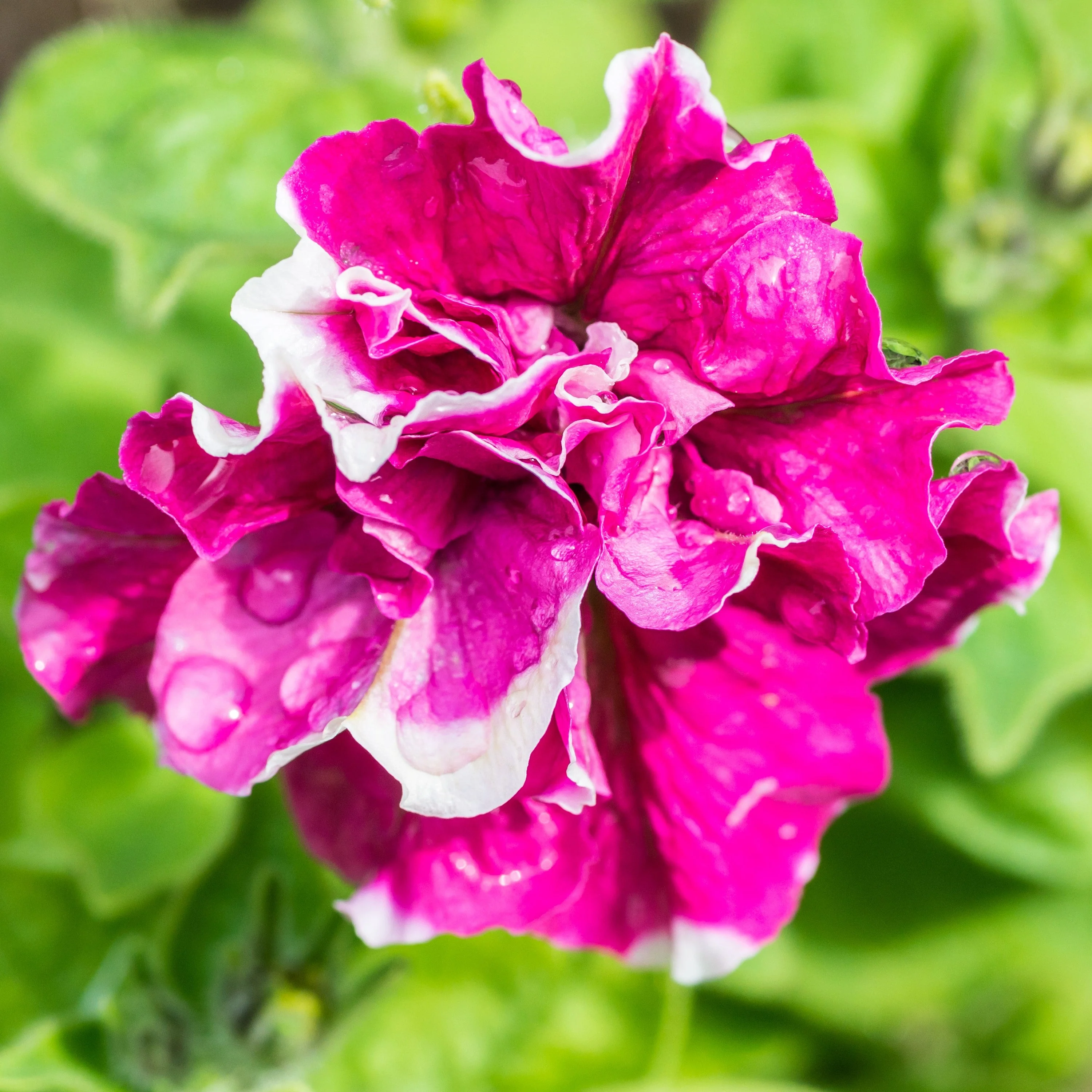 20 DOUBLE MIX PETUNIA Floribunda Red Pink Purple Flower Seeds - Image 10
