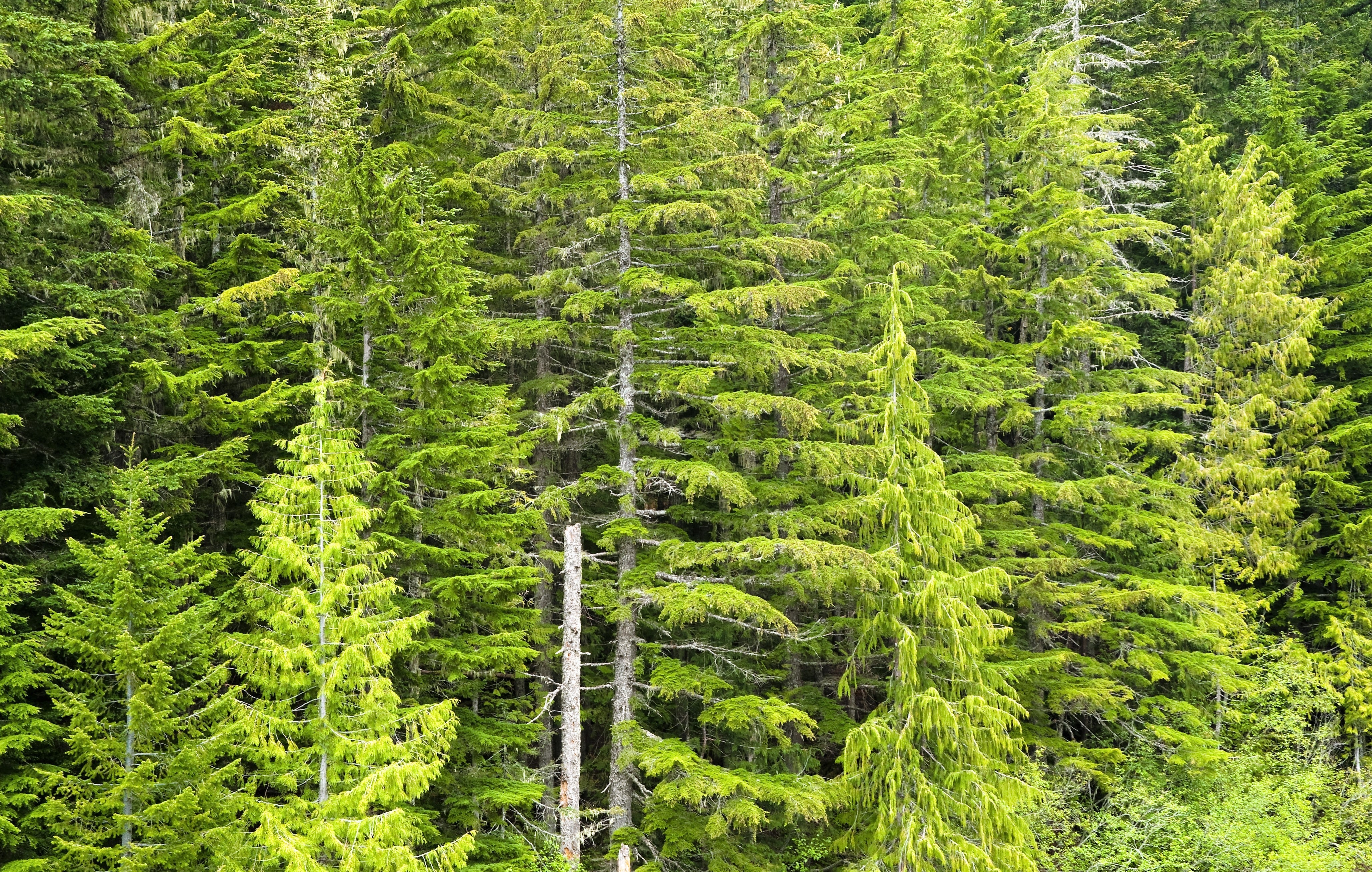 20 DOUGLAS FIR Tree Abies Pseudotsuga Menziesii Christmas Tree Blue Douglas Pine Spruce Native Evergreen Seeds - Image 8