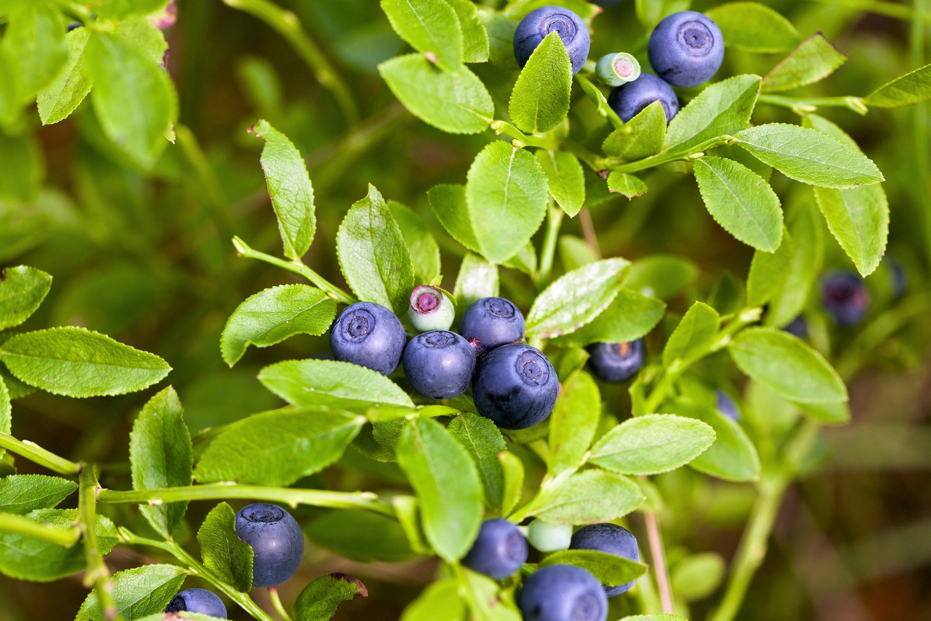 20 DWARF BILBERRY Vaccinium Caespitosum Dwarf Blueberry Whortleberry Pink Flower Blue Berry Fruit Evergreen Shrub Seeds - Image 2