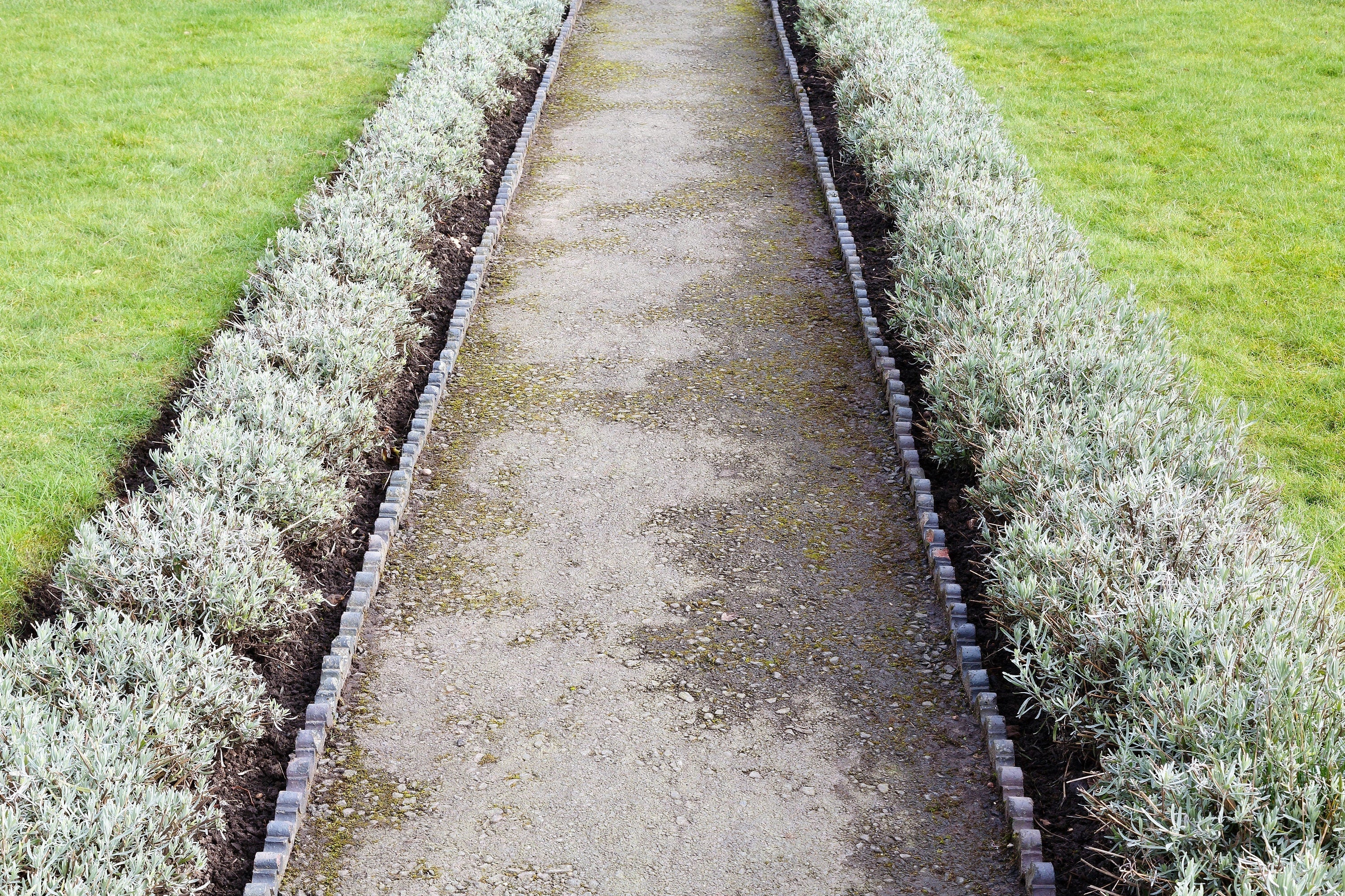 20 DWARF MUNSTEAD LAVENDER Blue English Lavandula Angustifolia Munstead Purple Fragrant Flower Herb Seeds - Image 6