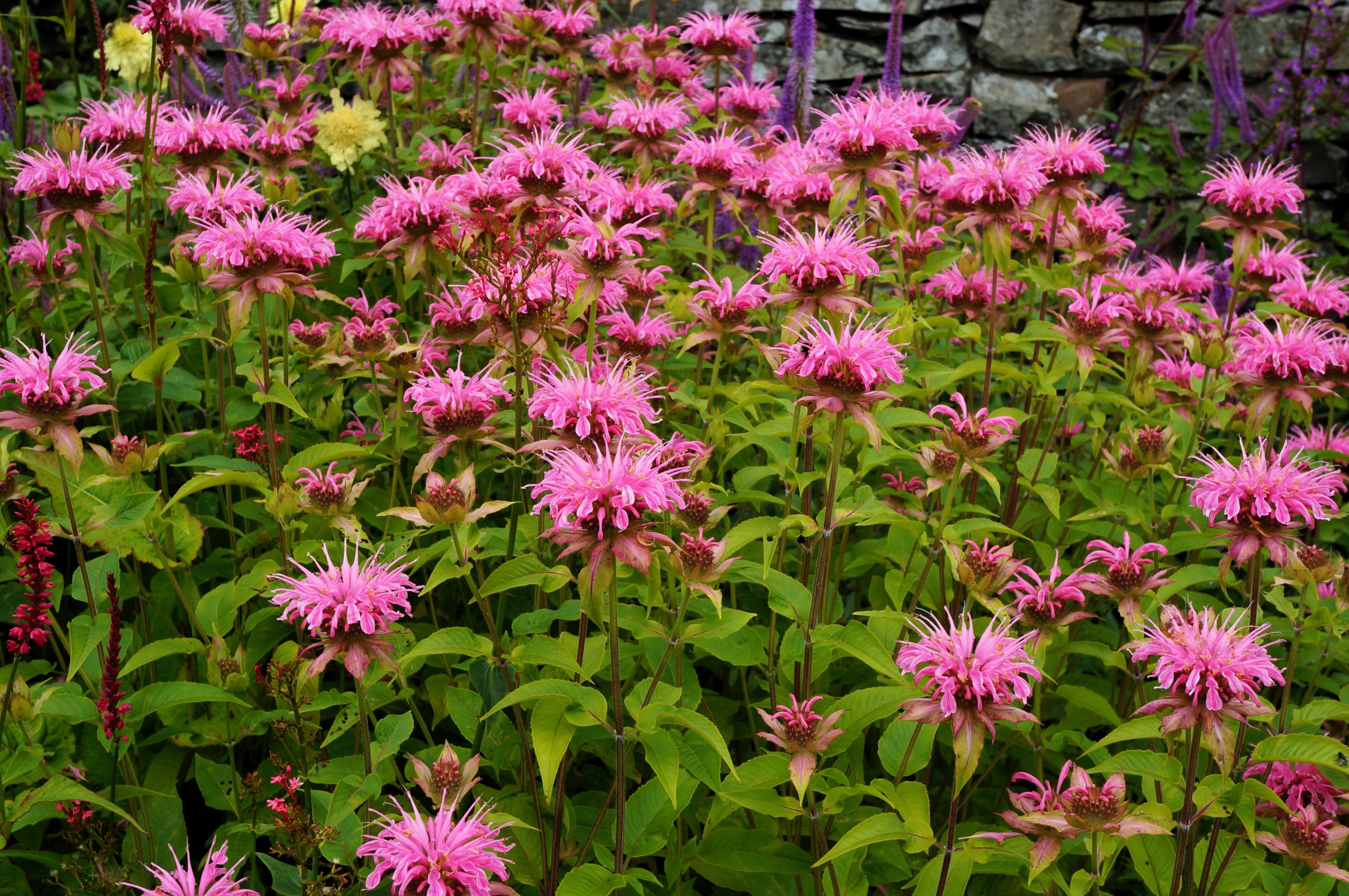 20 Dwarf PINK BEE BALM Monarda Bradburiana Eastern Beebalm Herb Flower Seeds - Image 6