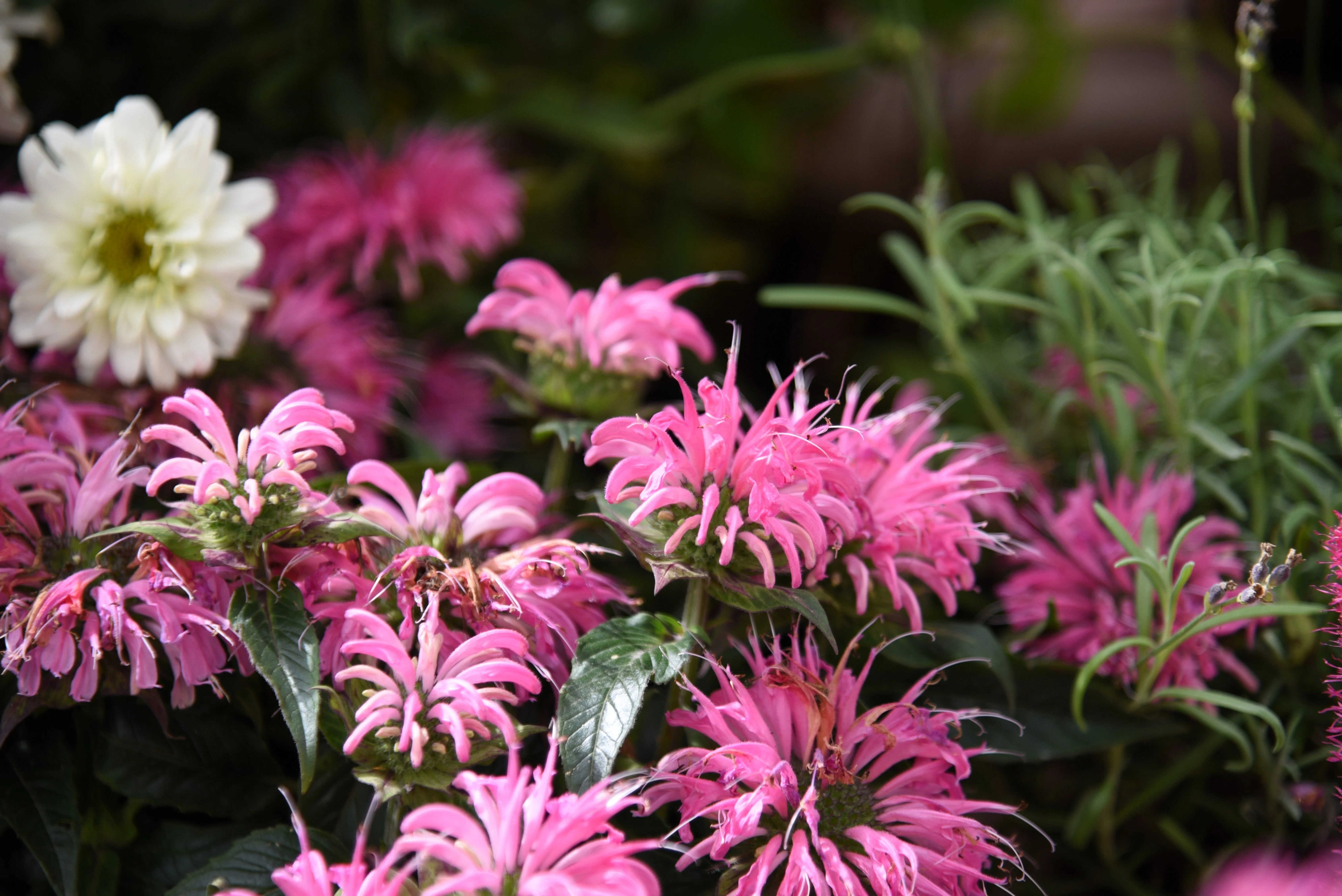 20 Dwarf PINK BEE BALM Monarda Bradburiana Eastern Beebalm Herb Flower Seeds - Image 7