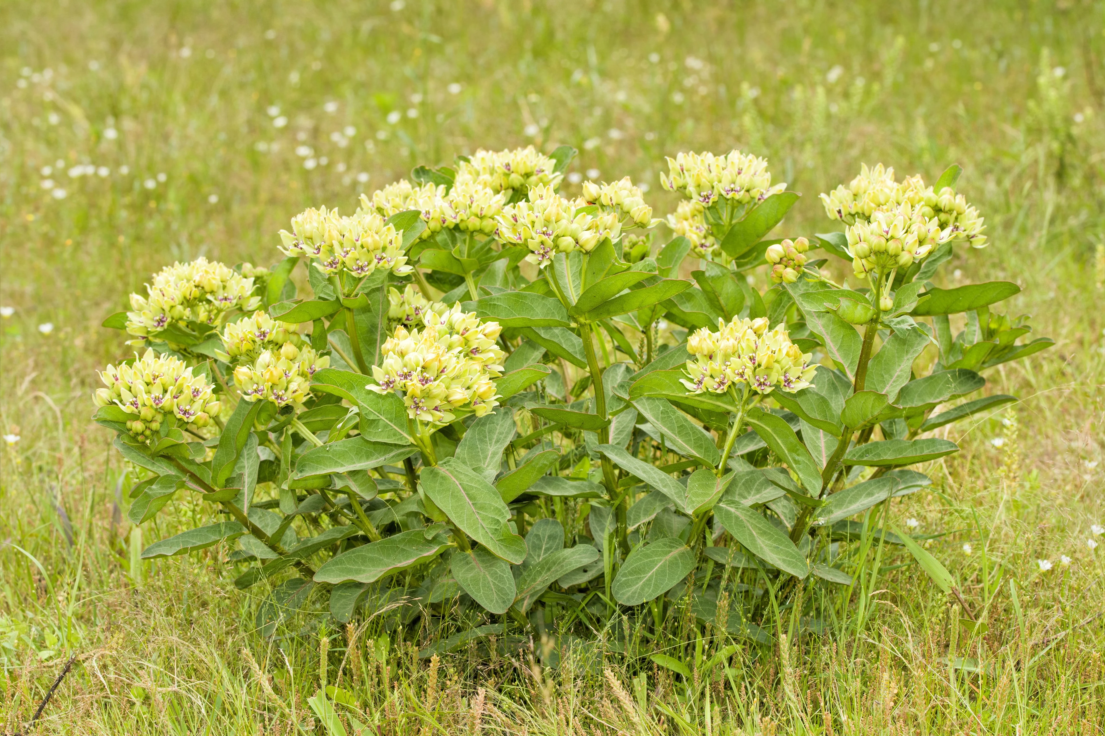 20 Green SPIDER MILKWEED Asclepias Viridis White Purple Monarch Flower Seeds - Image 8