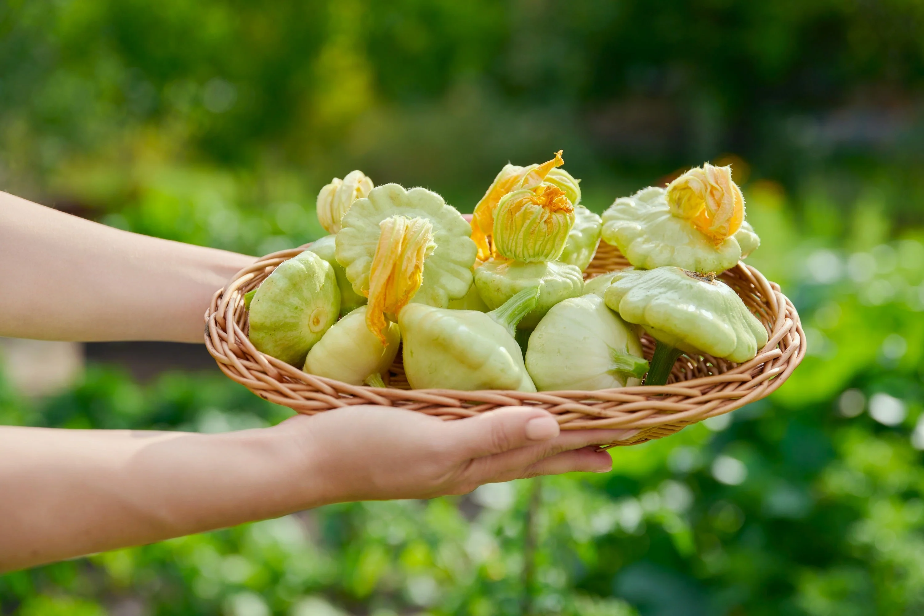 20 Green Tint BUSH SCALLOP SQUASH (Patty Pan / Paty Pan / Squanter Squash) Summer Cucurbita Pepo Vegetable Seeds - Image 5
