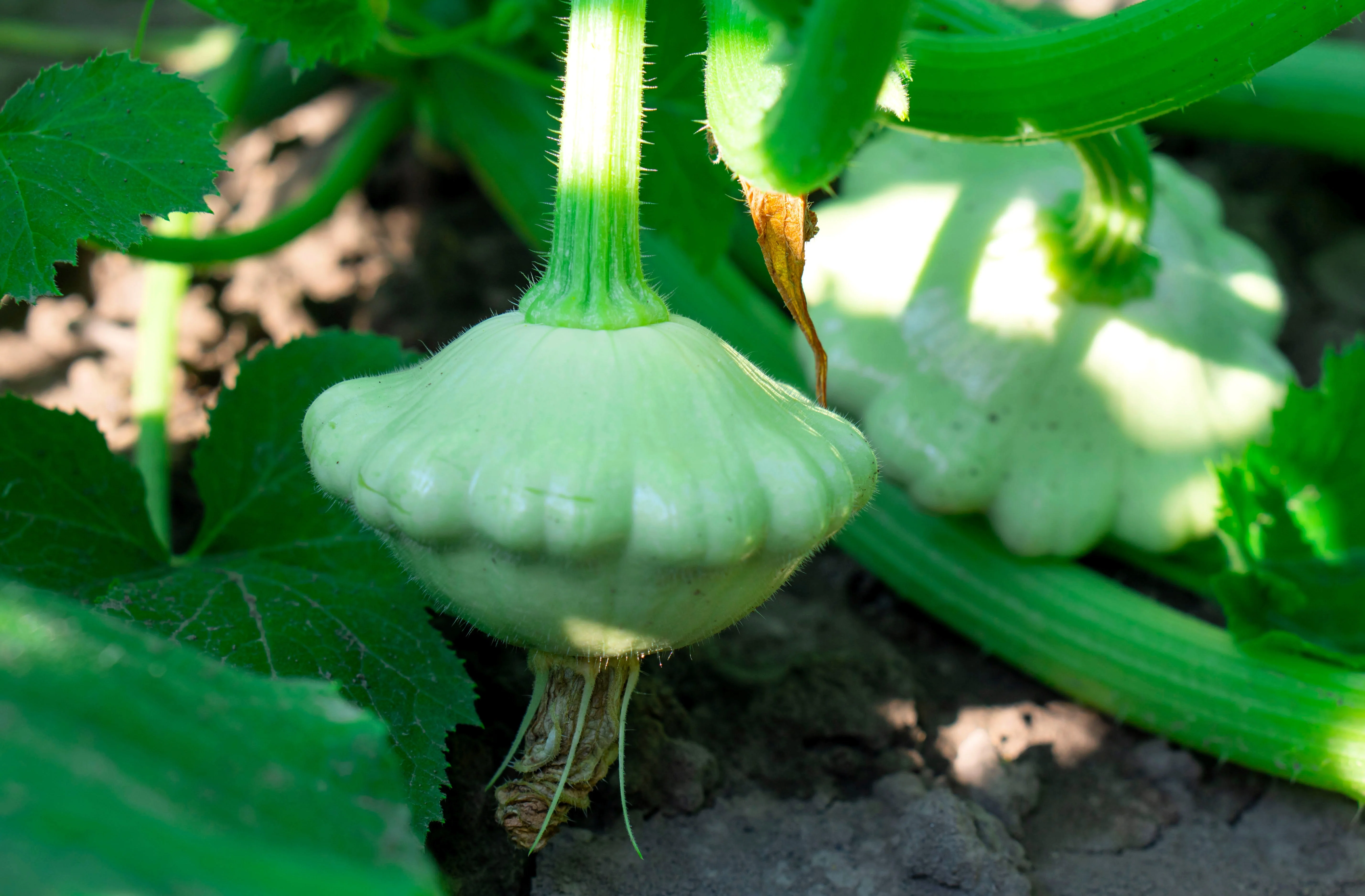20 Green Tint BUSH SCALLOP SQUASH (Patty Pan / Paty Pan / Squanter Squash) Summer Cucurbita Pepo Vegetable Seeds - Image 6