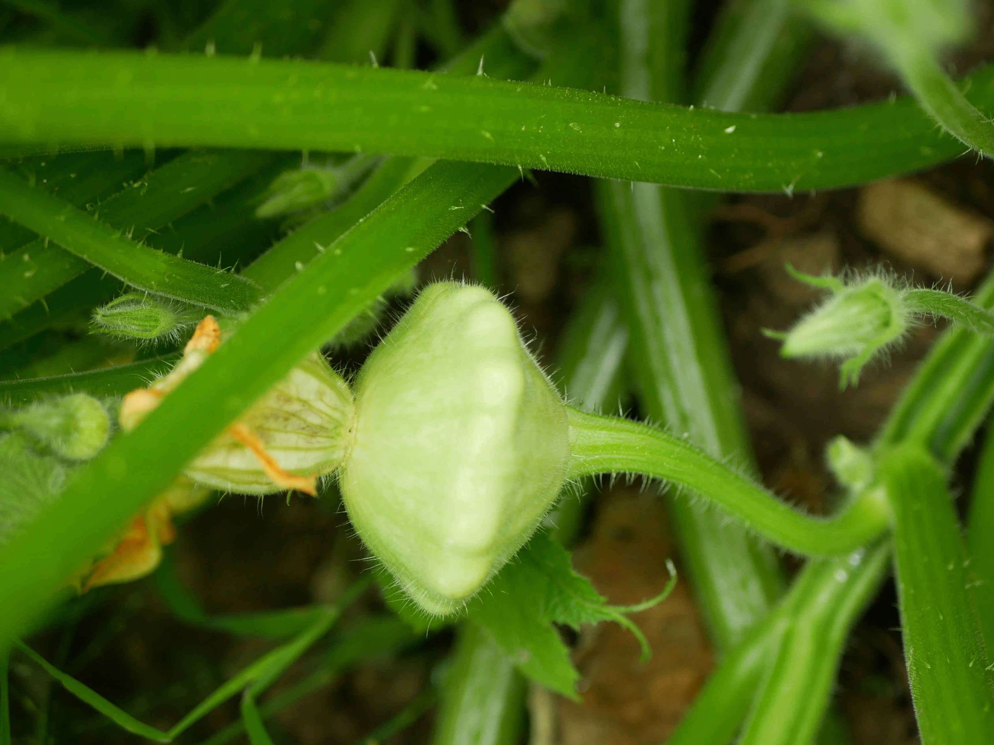 20 Green Tint BUSH SCALLOP SQUASH (Patty Pan / Paty Pan / Squanter Squash) Summer Cucurbita Pepo Vegetable Seeds - Image 8