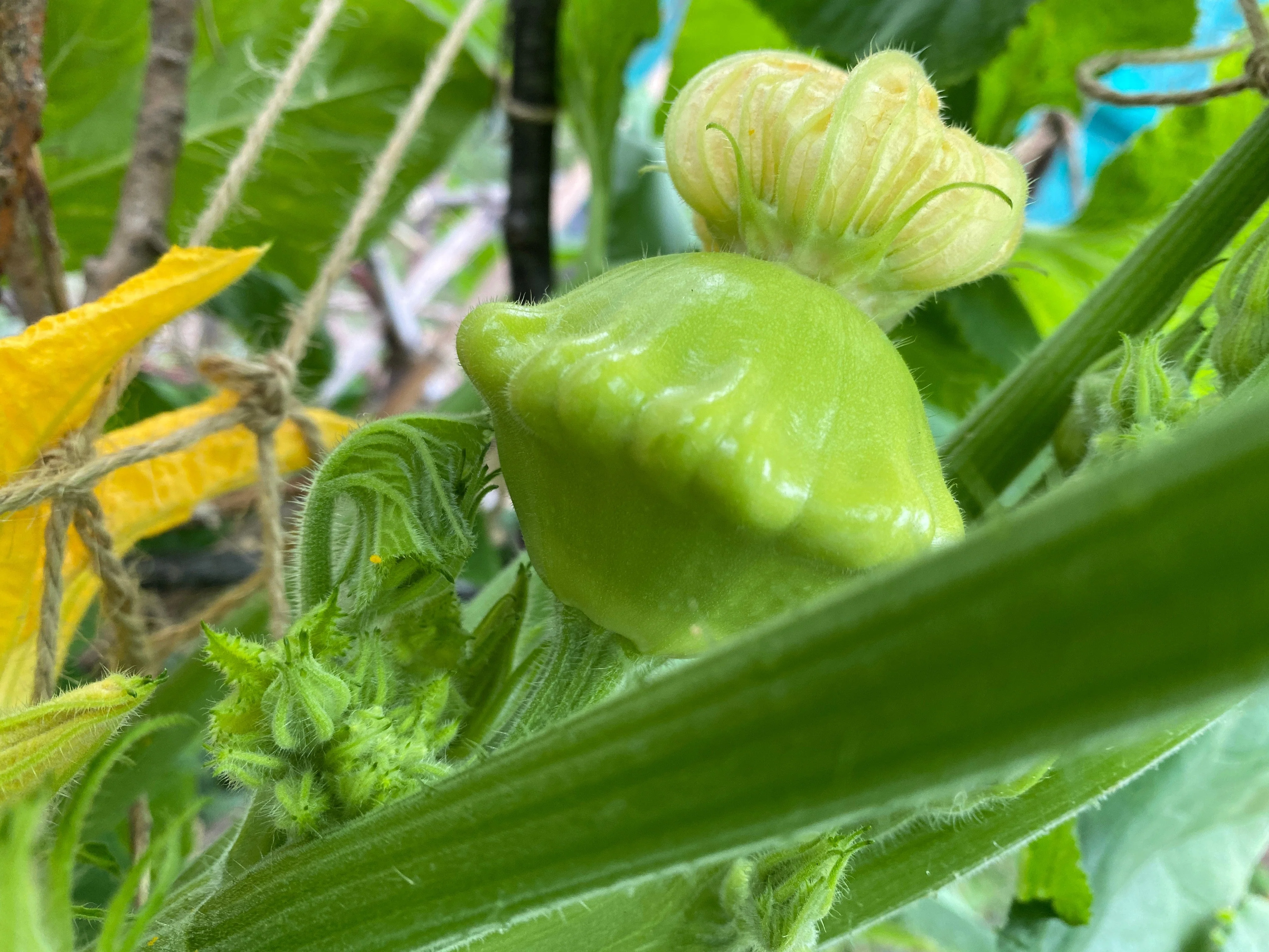 20 Green Tint BUSH SCALLOP SQUASH (Patty Pan / Paty Pan / Squanter Squash) Summer Cucurbita Pepo Vegetable Seeds - Image 9