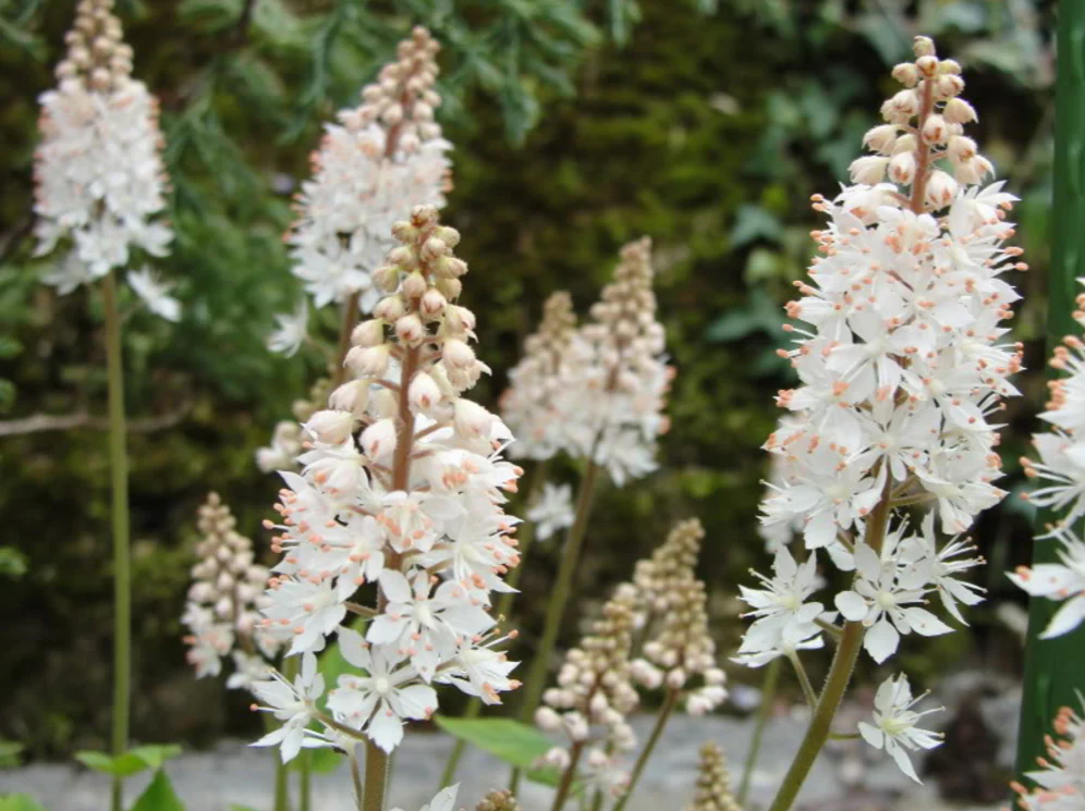 20 HEARTLEAF FOAMFLOWER White & Pink Tiarella Wherryi Coolwort Flower Seeds - Image 4