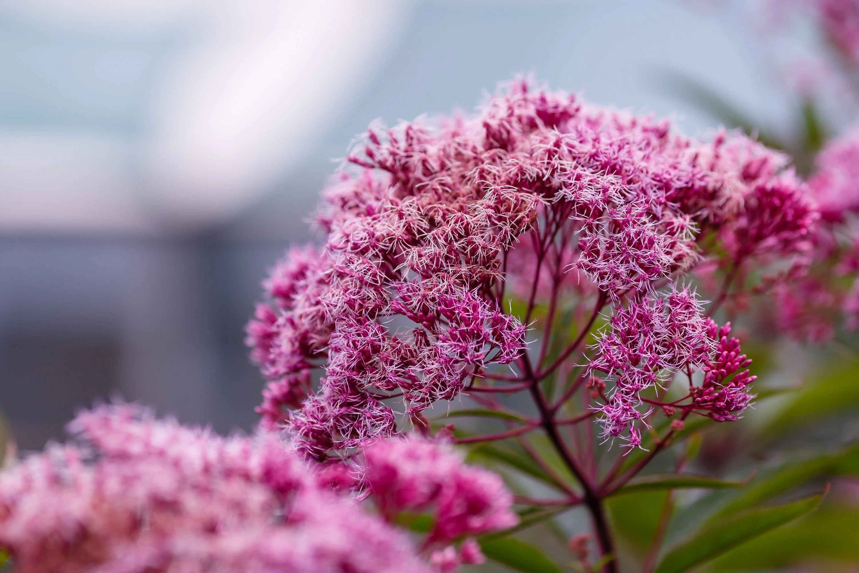 20 HEMP AGRIMONY Eupatorium Cannabinum Raspberries & Cream Flower Seeds - Image 6