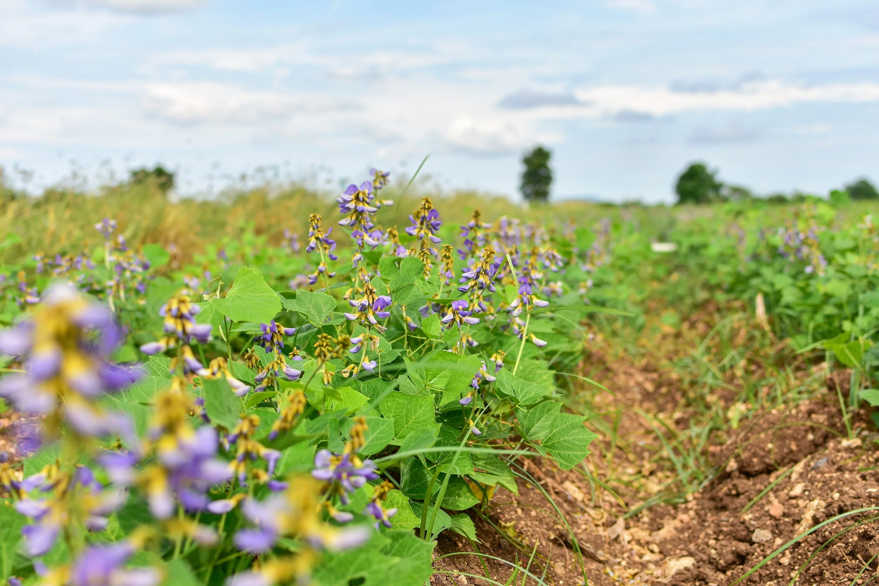 20 JICAMA Mexican Yam Bean Potato Bean Pachyrhizus Erosus Vining Legume Root Vegetable Blue Flower Seeds - Image 2