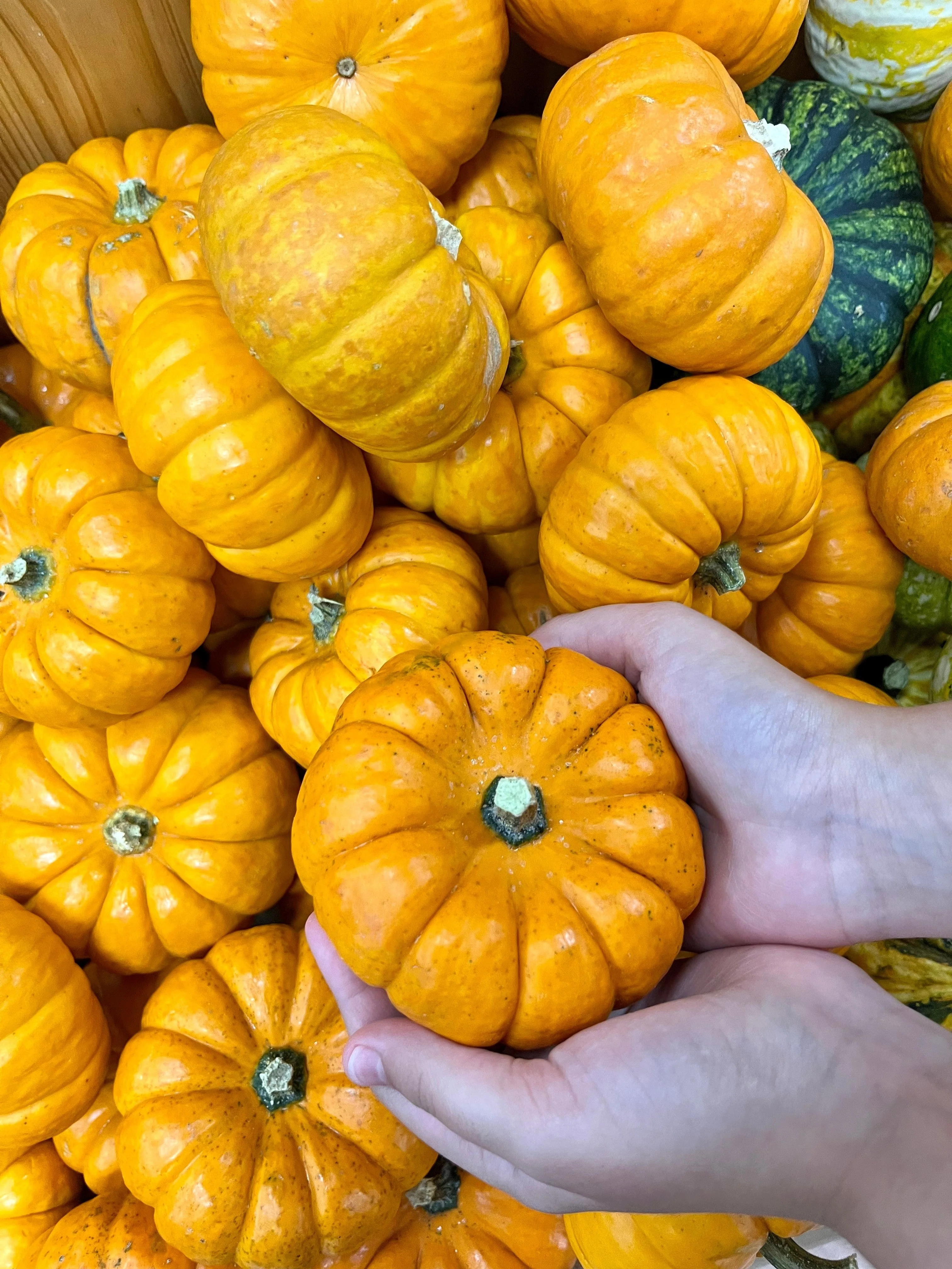 20 MINI MIX PUMPKIN Miniature Cucurbita Pepo White Green Orange Striped Vegetable Seeds - Image 2