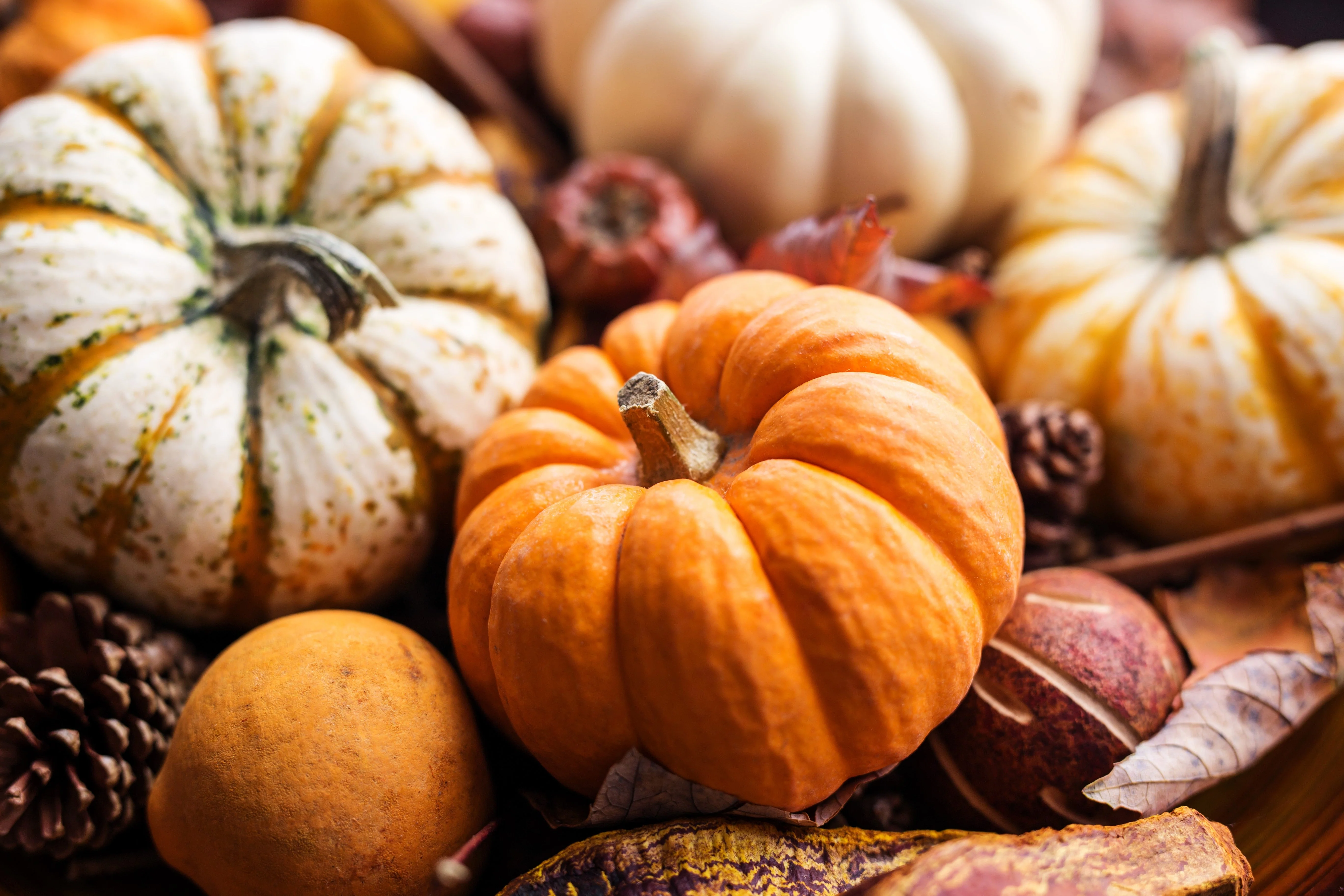 20 MINI MIX PUMPKIN Miniature Cucurbita Pepo White Green Orange Striped Vegetable Seeds - Image 8