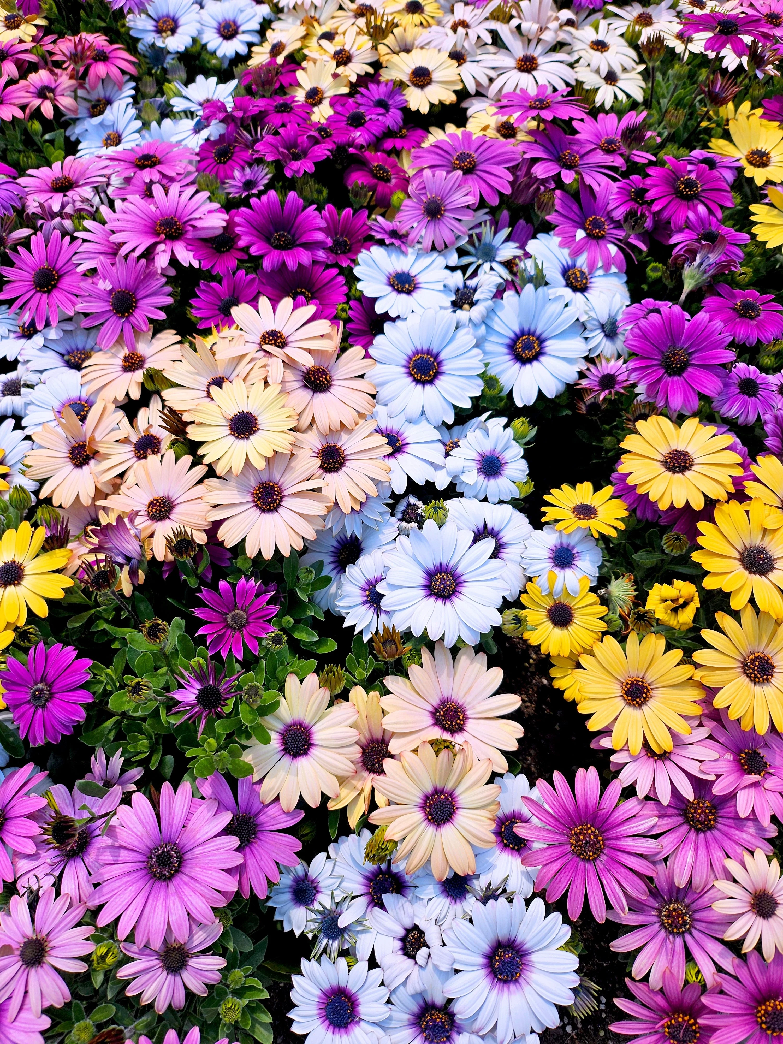 20 MIXED COLORS OSTEOSPERMUM Ecklonis African Cape Daisy Flower Seeds - Image 2