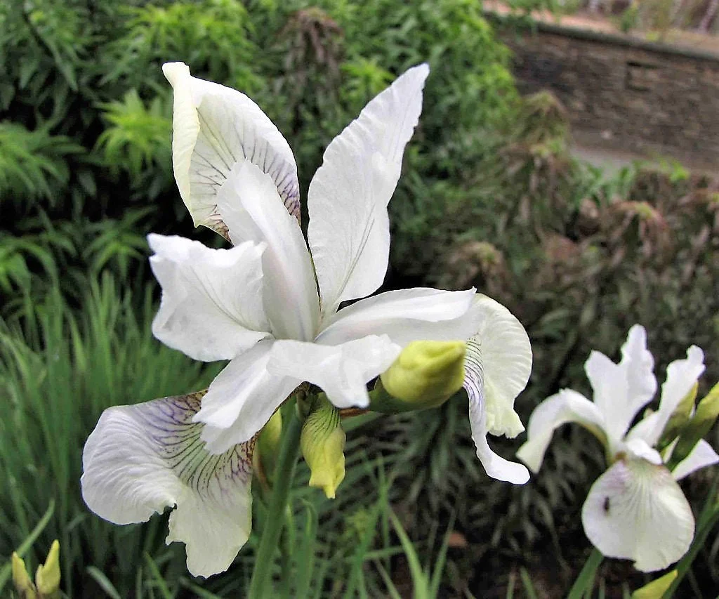 20 MIXED SIBERIAN IRIS Sibirica Iris Bicolor Blue Red White Purple Siberian Flag Flower Seeds - Image 6