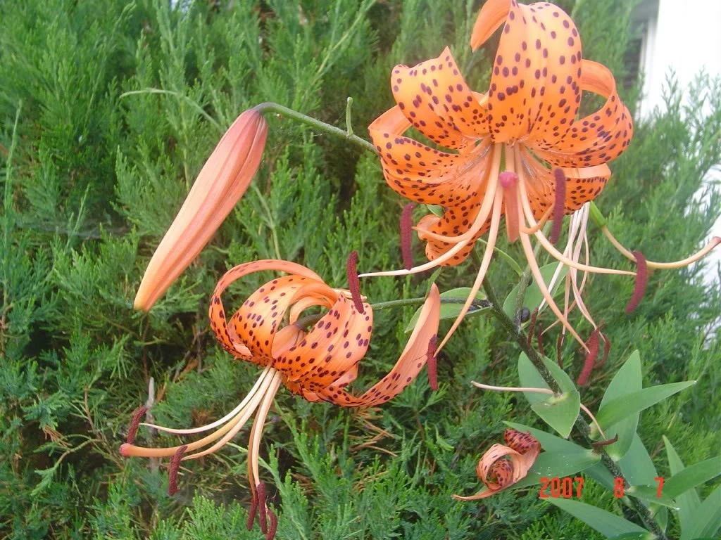 20 Orange TURKS CAP Tiger LILY Lilium Superbum Heirloom Native Perennial Flower Seeds - Image 2