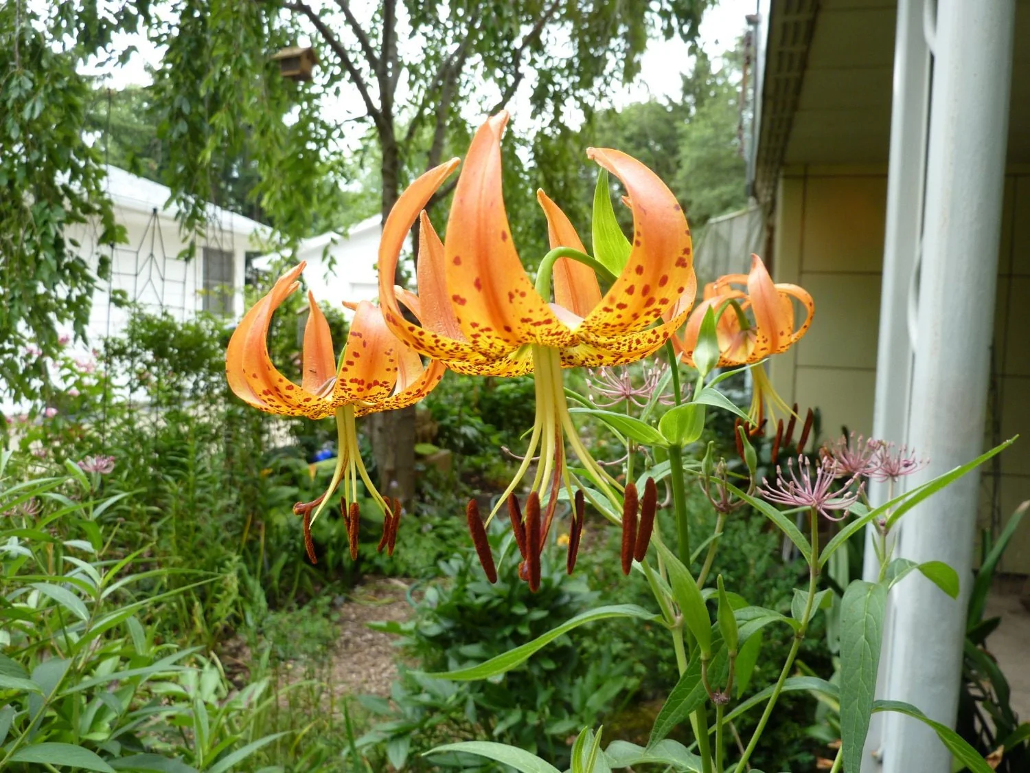 20 Orange TURKS CAP Tiger LILY Lilium Superbum Heirloom Native Perennial Flower Seeds - Image 3