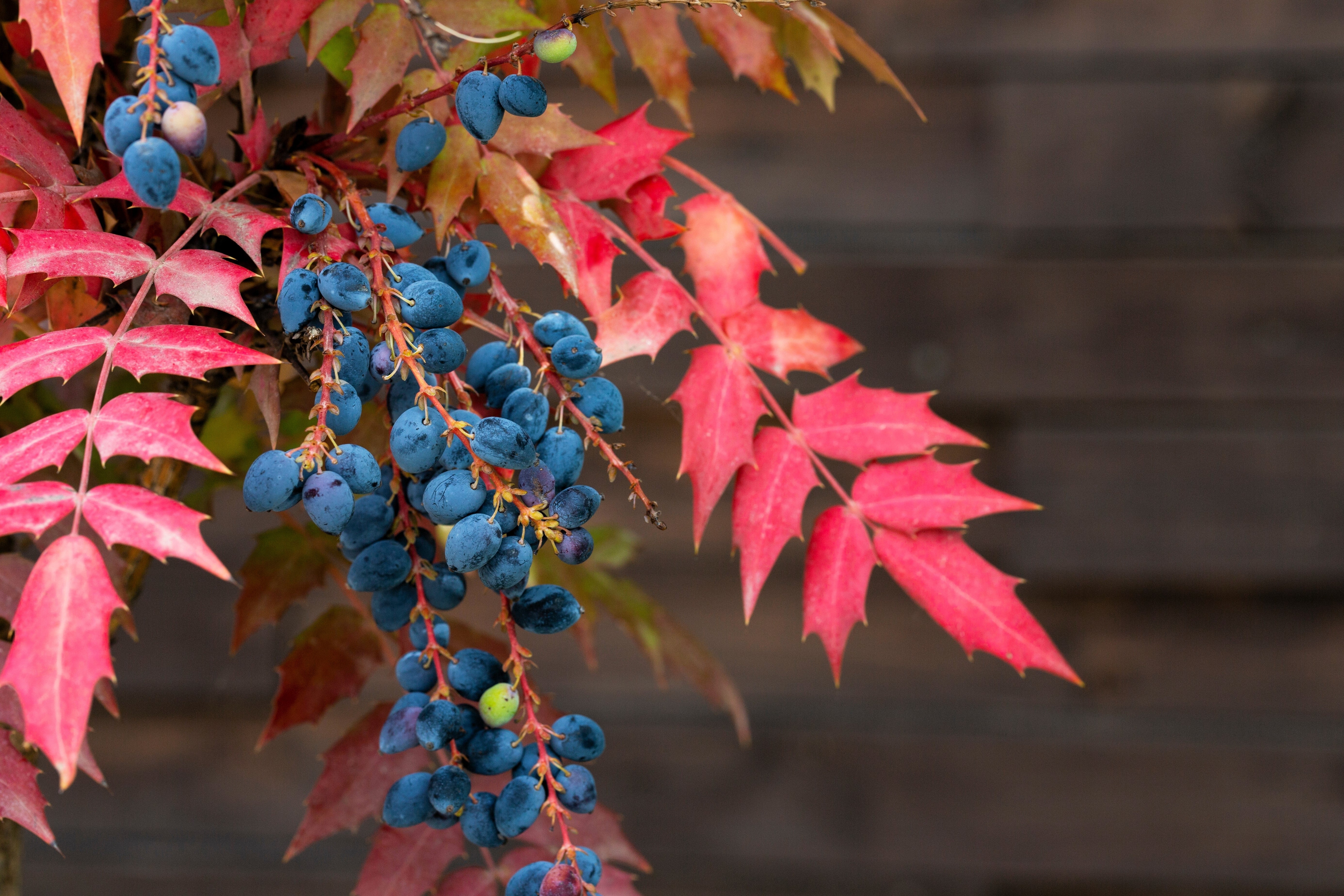 20 OREGON GRAPE Holly Fruit Vine Hollyleaved Barberry Mahonia Aquifolium Seeds - Image 4