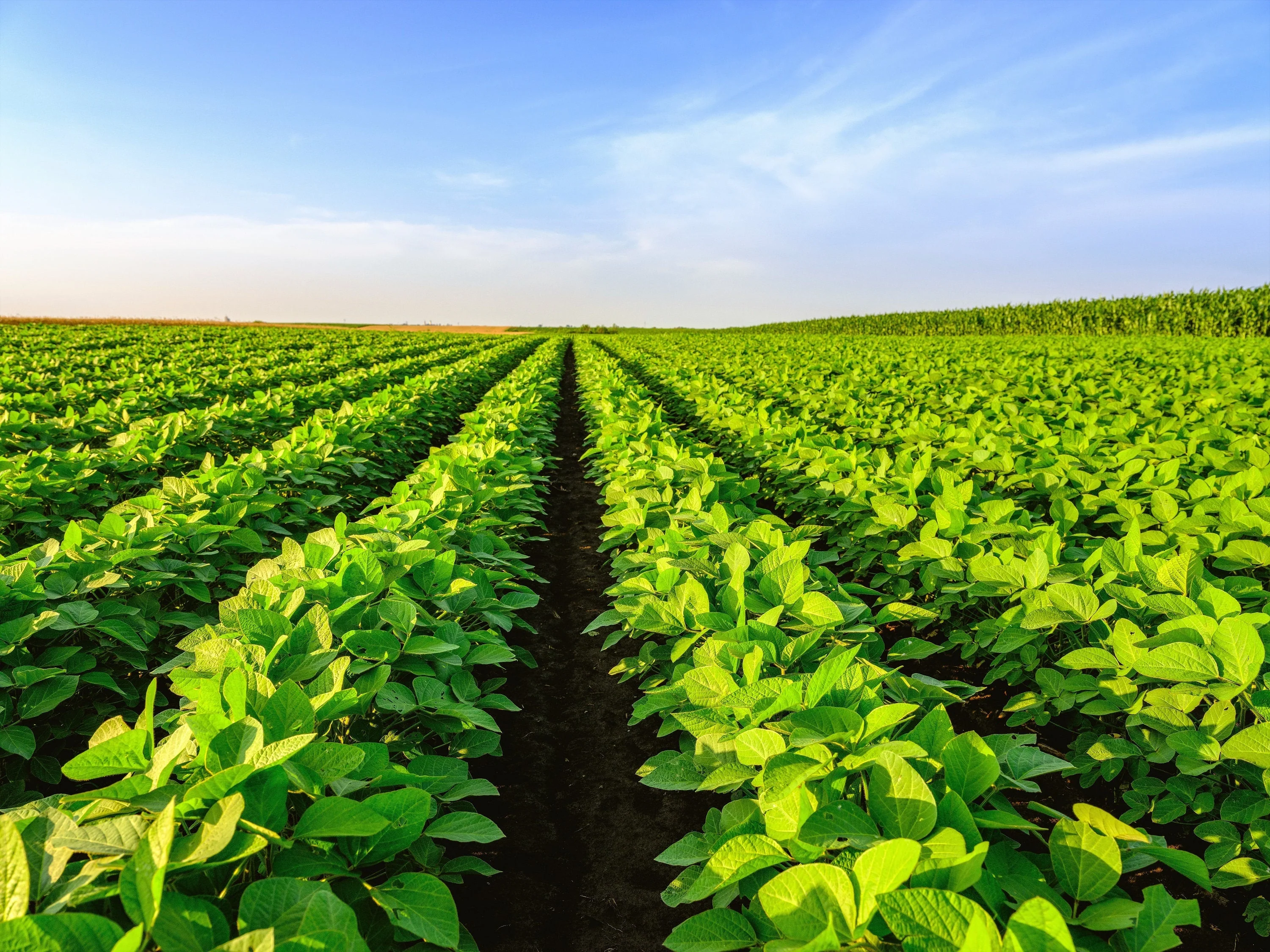 20 Organic MIDORI GIANT SOYBEAN Edamame Glycine Max Green Bean Legume Vegetable Seeds - Image 6