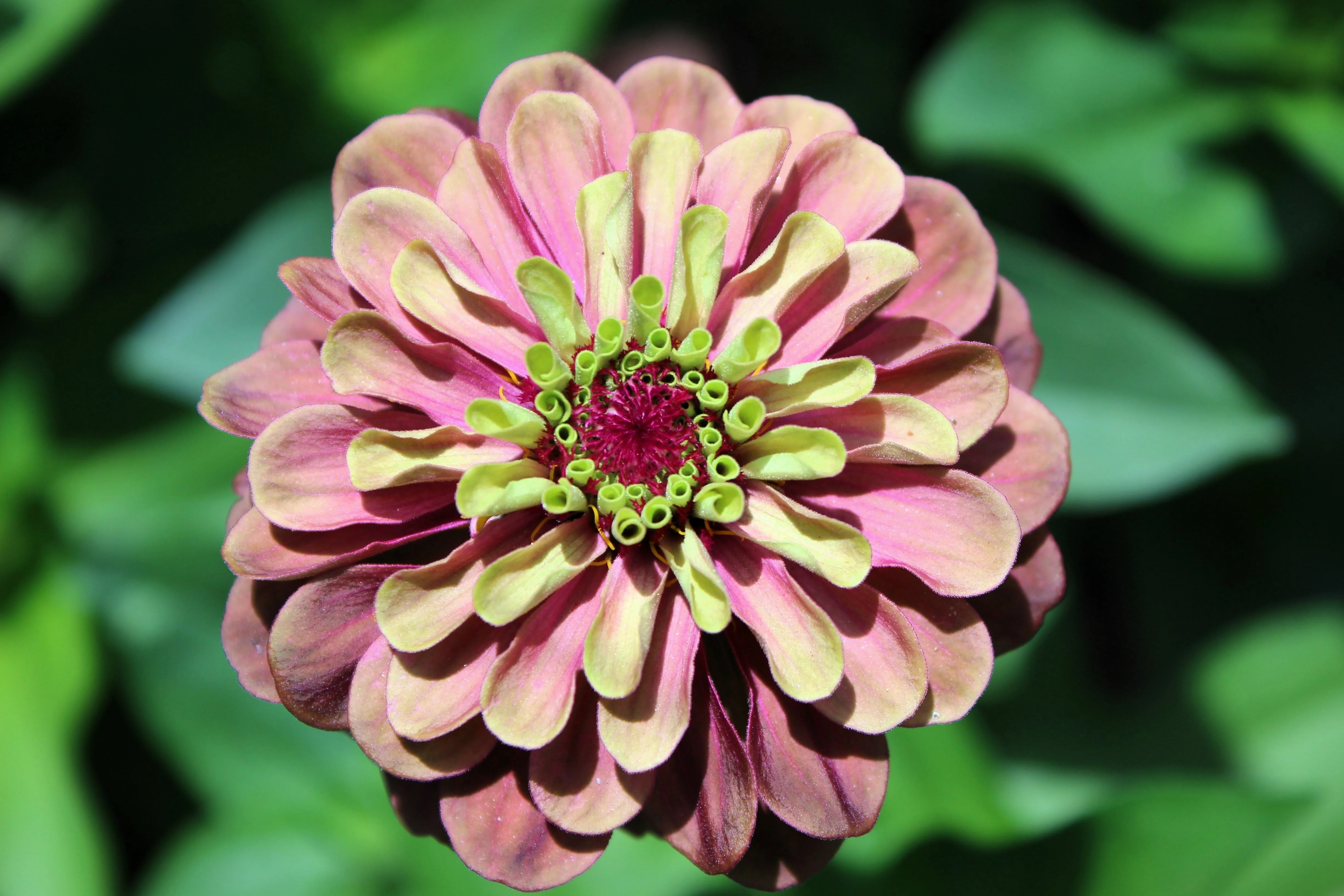 20 Organic QUEENY LIME MIX ZINNIA Elegans Mixed Colors Red Orange Yellow Pink Green Queen Flower Seeds - Image 9