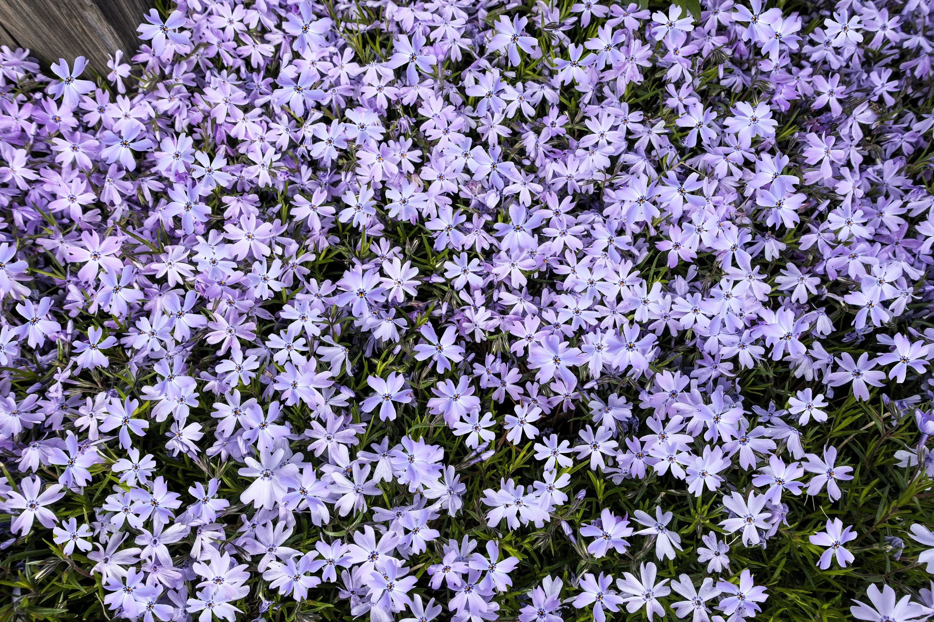 20 PRAIRIE PHLOX Pilosa Mixed Colors Pink Purple White Native Flower Seeds - Image 5