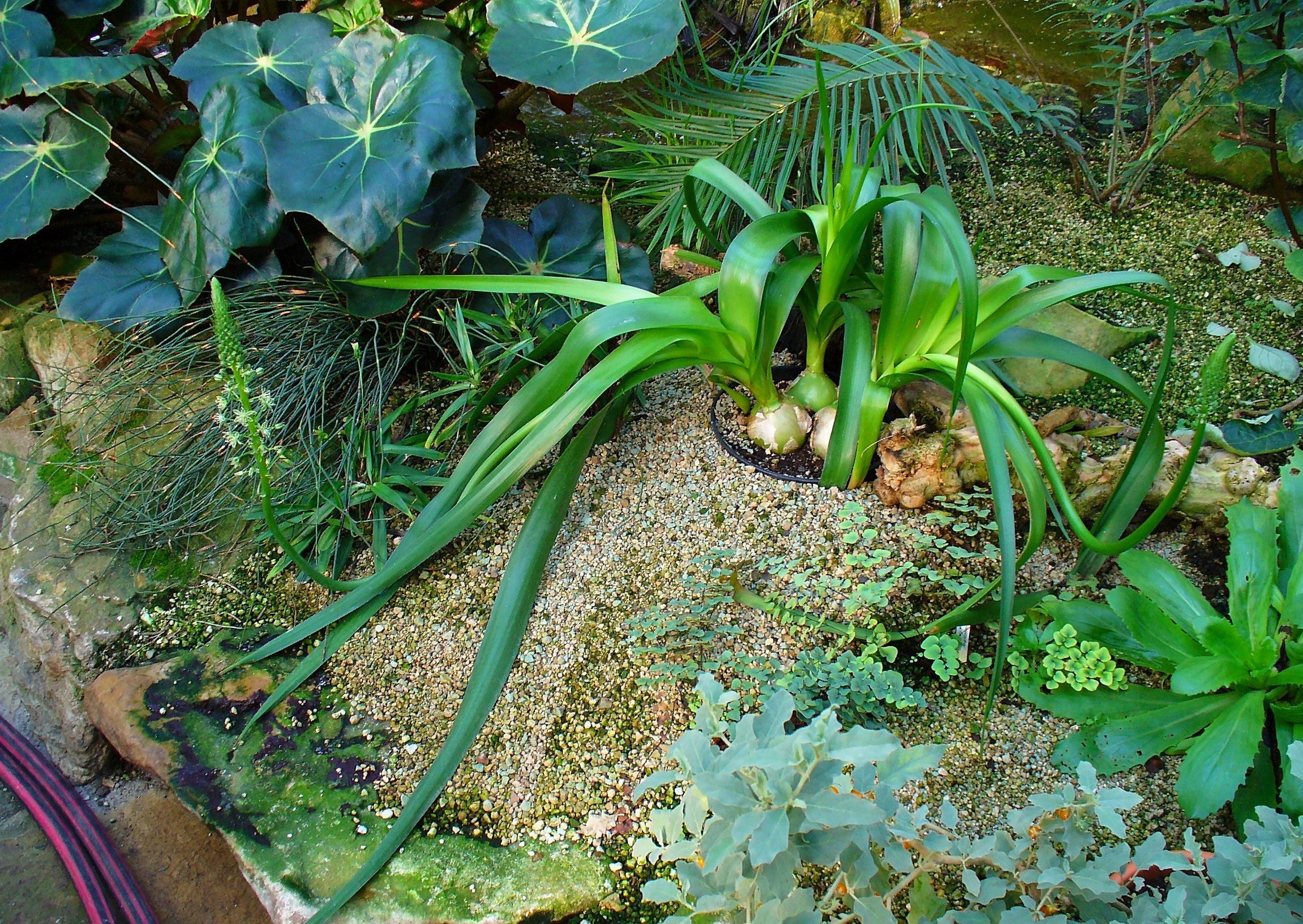 20 PREGNANT ONION SEEDS aka False Sea Onion Lily Ornithogalum Caudatum Flower Good Houseplant - Image 8