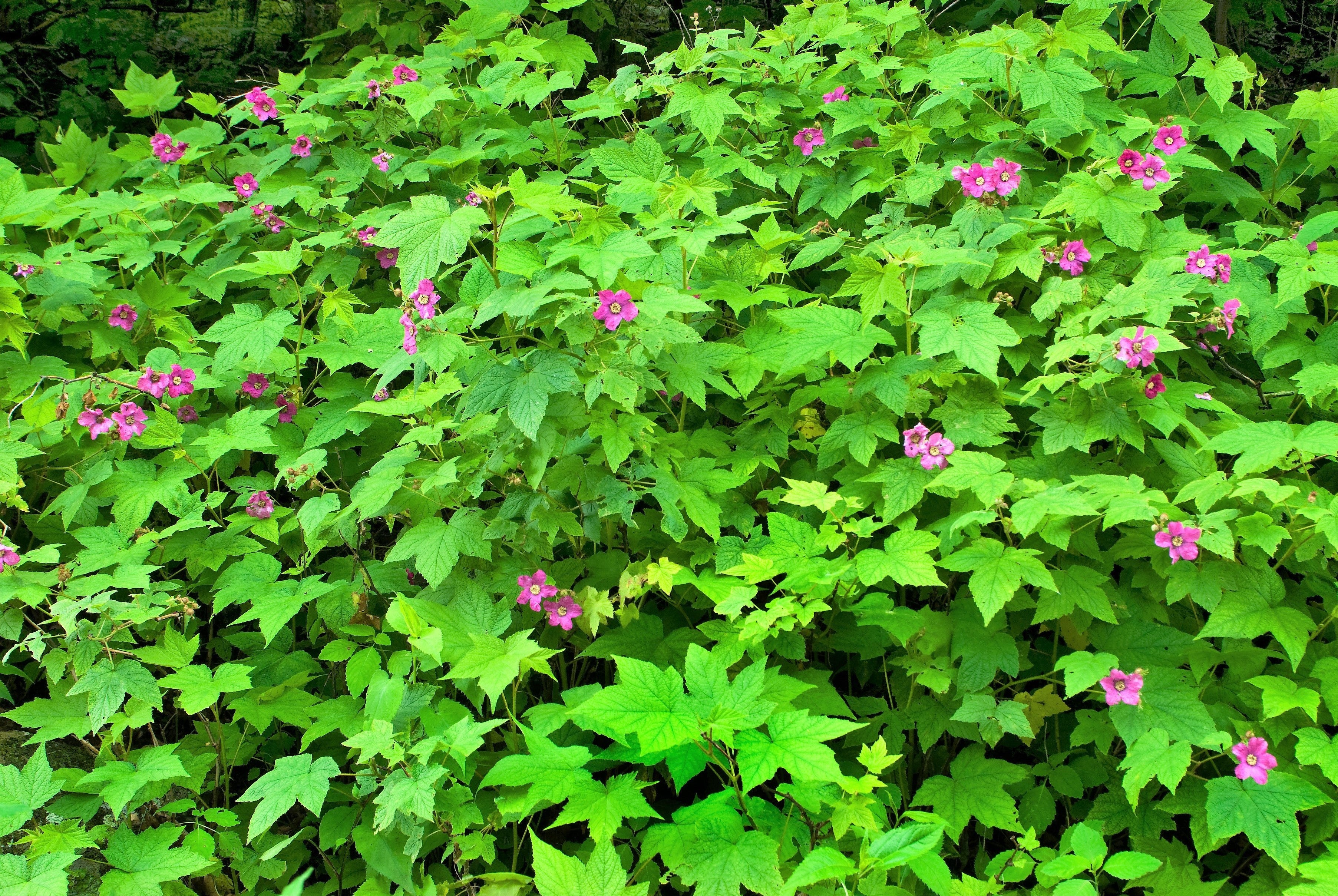 20 PURPLE FLOWERING RASPBERRY Thornless Edible Rubus Odoratus Fruit Berry Seeds - Image 4